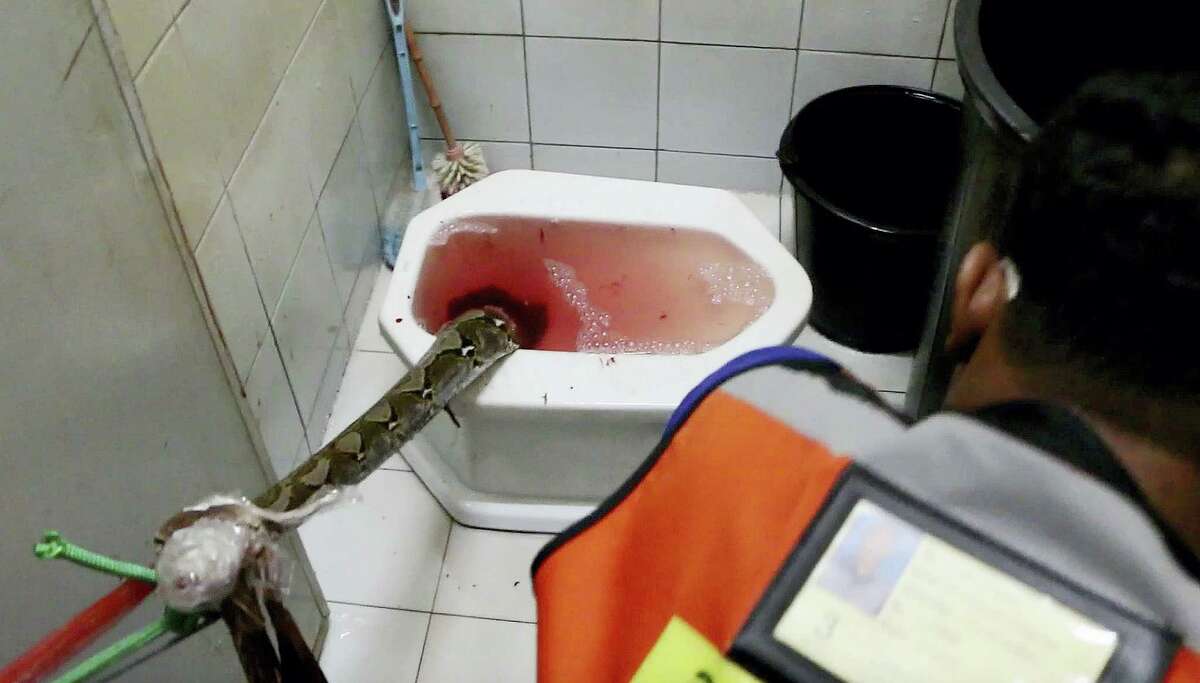 In this image made from video, rescue workers attempt to remove a python from a toilet in a home in Chachoengsao, 90km east of the capital Bangkok, Wednesday, May 25, 2016. A Thai man is recovering from a bloody encounter with a 3-meter (10-foot) python that slithered through the plumbing of his home and latched its jaws onto his penis as he was using a squat toilet.