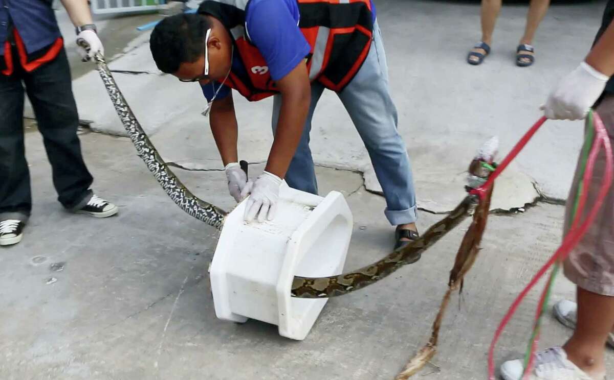 In this image made from video, rescue workers remove a python from a toilet outside a home in Chachoengsao, 90km east of the capital Bangkok, Wednesday, May 25, 2016. A Thai man is recovering from a bloody encounter with a 3-meter (10-foot) python that slithered through the plumbing of his home and latched its jaws onto his penis as he was using a squat toilet.