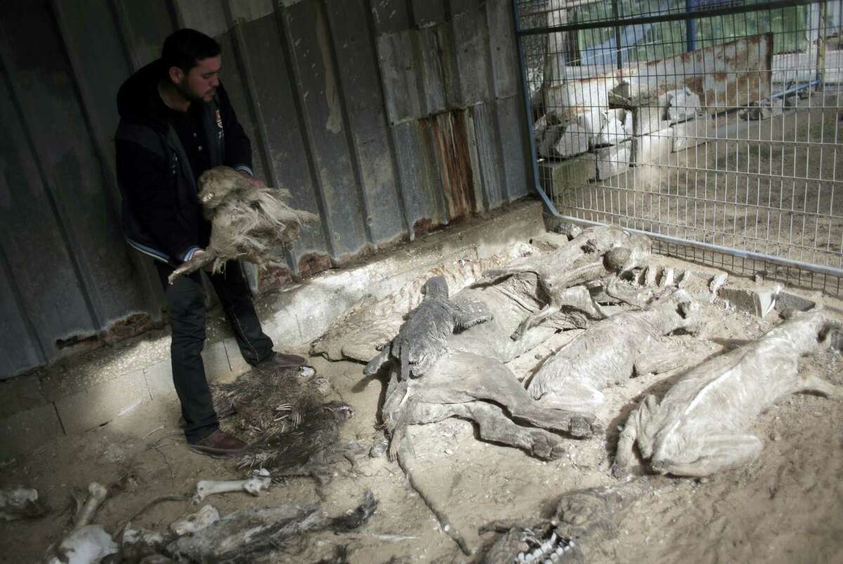 In this Sunday, Jan 10, 2016, photo, the Palestinian owner of the South Jungle Zoo, Mohammed Ouida, shows the remains of animals that died from hunger and Israeli strikes at the Jungle Zoo in Rafah, southern Gaza Strip. The African tiger at the zoo in southern Gaza Strip was emaciated, its belly shrunken and its striped coat loose. Inside its cage, it rumbled and strode nervously back and forth. Ouida says he would be “thankful” for any outside help. “I’m waiting for someone to buy the zoo or for the animals to die.”