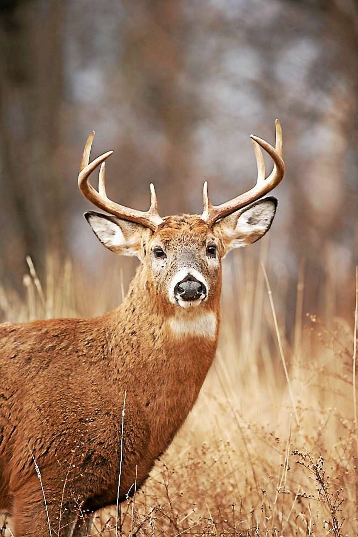 The state Department of Energy and Environmental Protection announces deer and wild turkey season has begun. Although there are good deer hunting opportunities throughout most of Connecticut, they are best in the southwest corner of the state and many of the shoreline towns provide the best opportunities, especially for bowhunters.