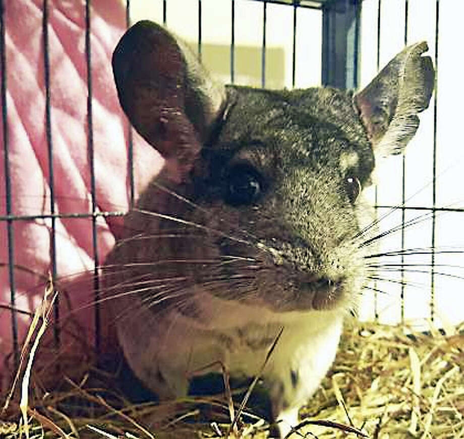 chinchilla smart