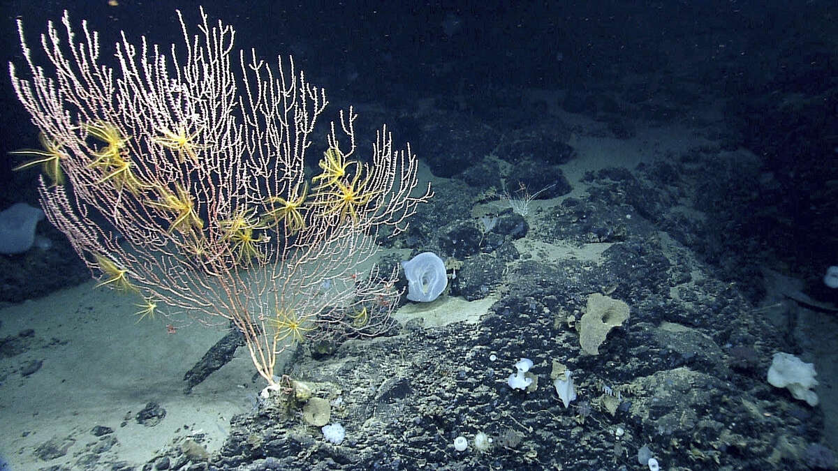 This undated file photo released by the National Oceanic and Atmospheric Administration made during the Northeast U.S. Canyons Expedition 2013, shows corals on Mytilus Seamount off the coast of New England in the North Atlantic Ocean.