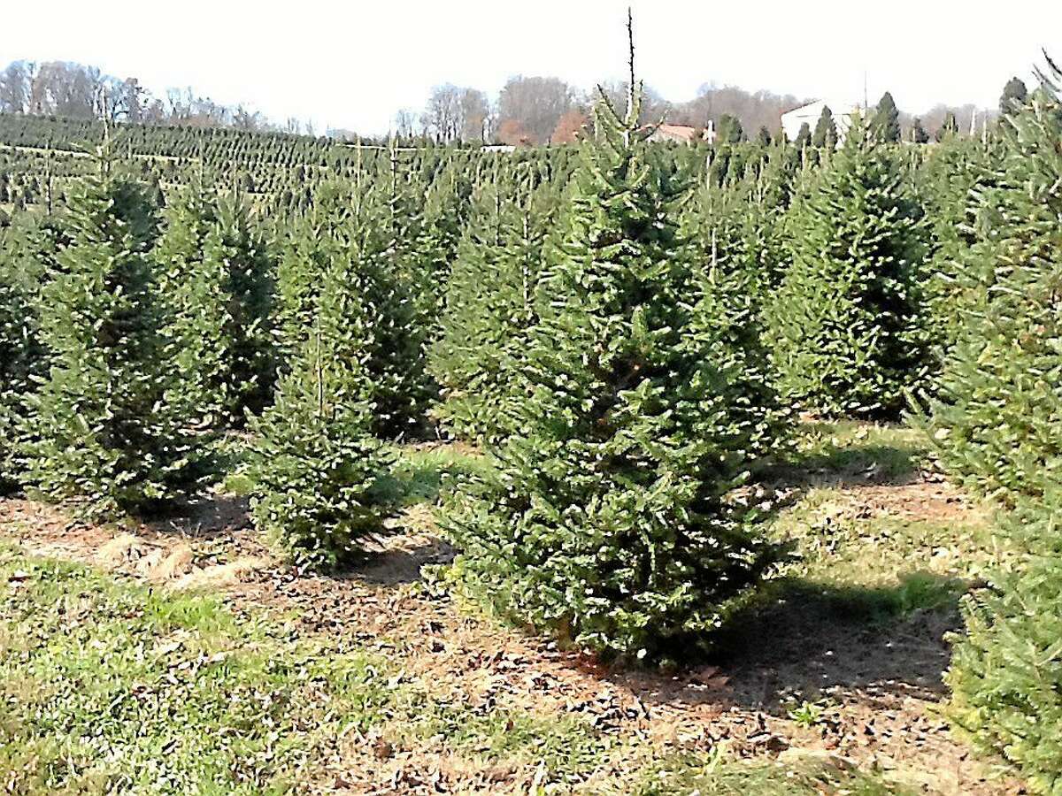 Christmas trees are seen in this Digital First Media file photo.