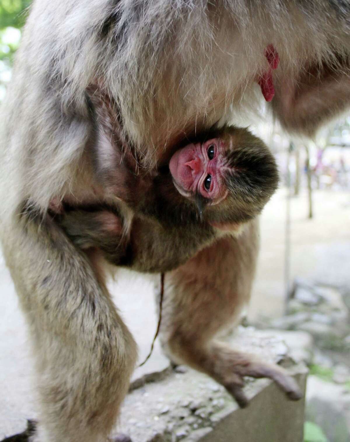 In this Wednesdayfile photo released by the Takasakiyama Natural Zoological Garden, a newborn baby monkey named Charlotte clings to her mother at the zoo in Oita, southern Japan.