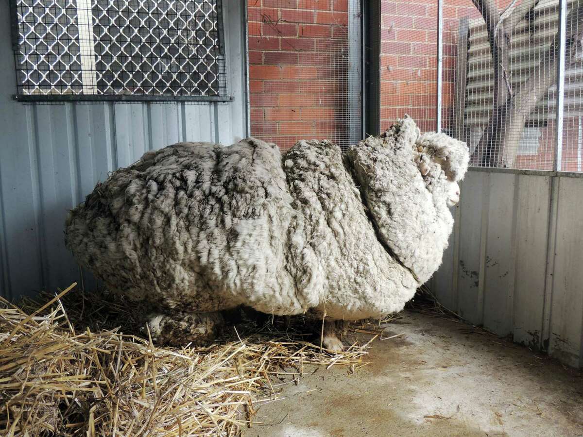 In this photo provided by the RSPCA/Australian Capital Territory, an overgrown sheep found in Australian scrubland is prepared to be shorn in Canberra, Australia, Thursday, Sept. 3, 2015. The wild, castrated merino ram named Chris, yielded 40 kilograms (89 pounds) of wool ó the equivalent of 30 sweaters ó and sheded almost half his body weight.