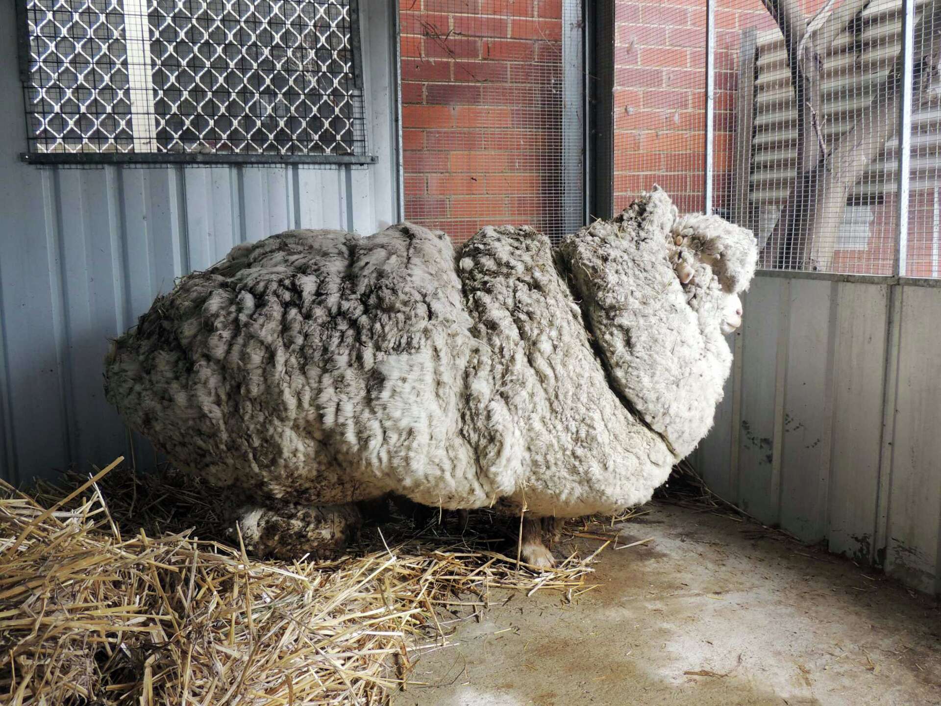 最終値下げCCU NEAT SHEEP REGULAR サイズ1美品 Handmade German Wooly Sheep Sculpture 20