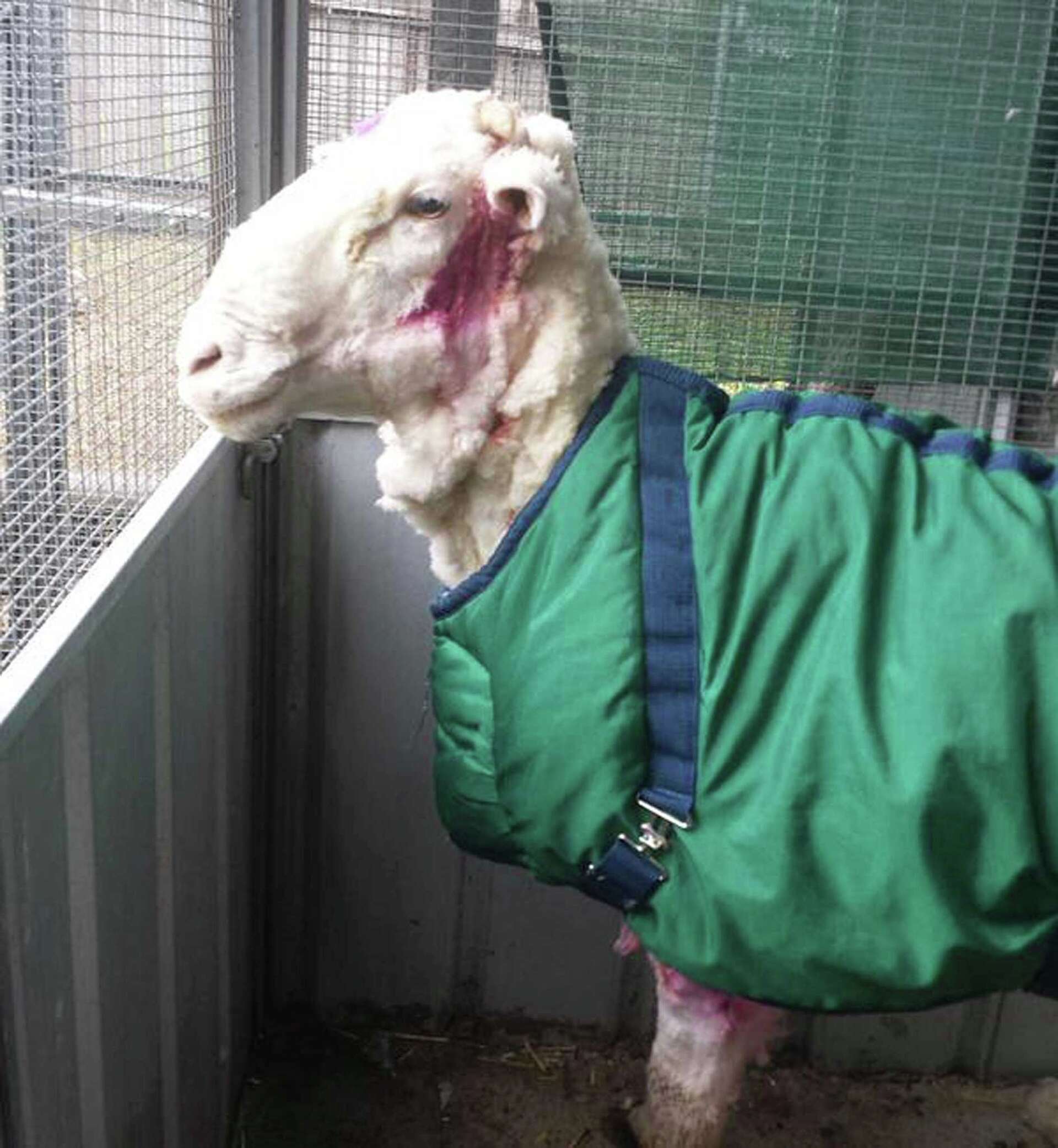 最終値下げCCU NEAT SHEEP REGULAR サイズ1美品 Old Plank Sheep 6' - Real Sheep Fur Large Sheep Sculpture.