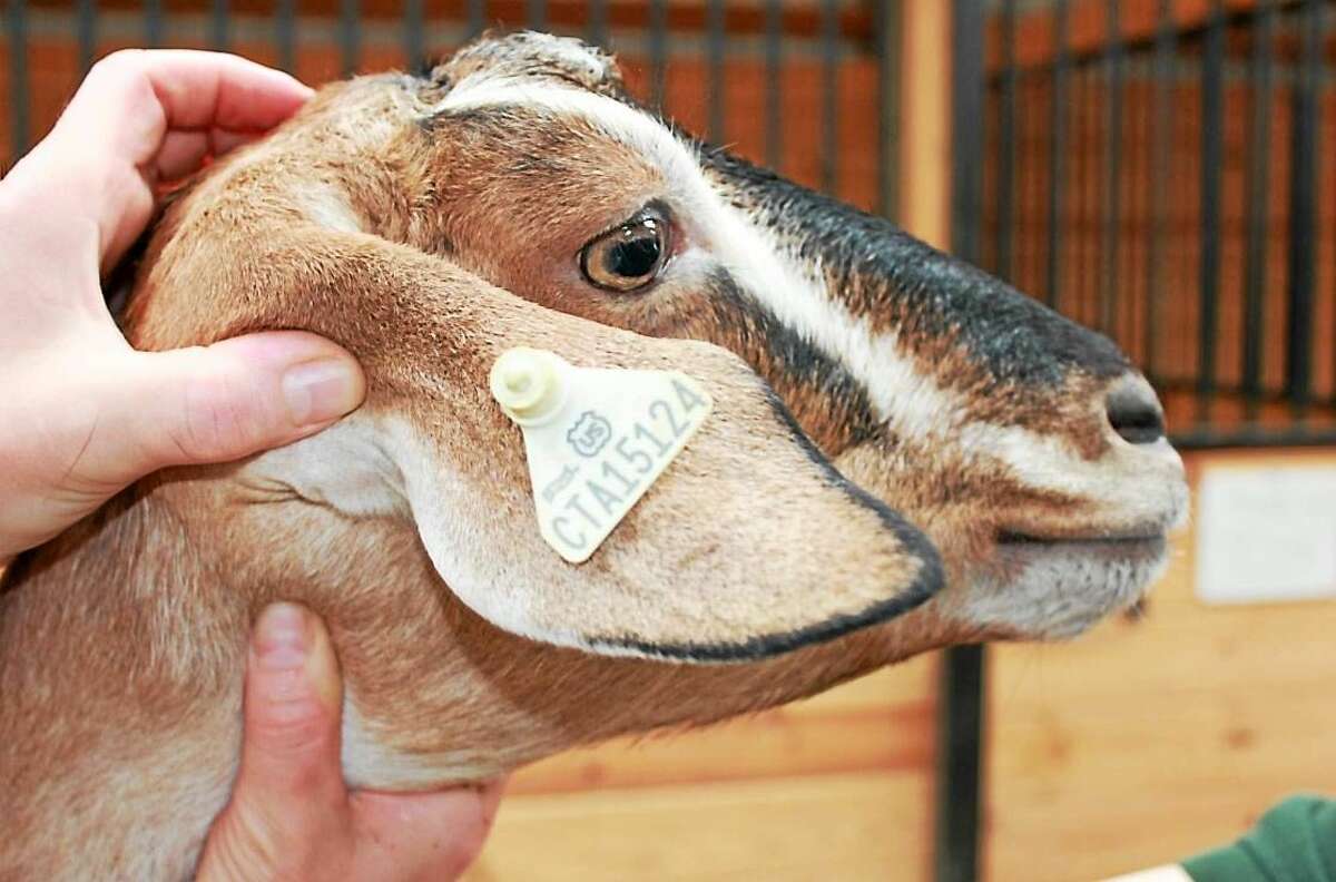 A mixed-breed female adult goat is one of the goats up for auction by the state Department of Agriculture. The goat was one of many seized from a farm in Cornwall in January 2015.