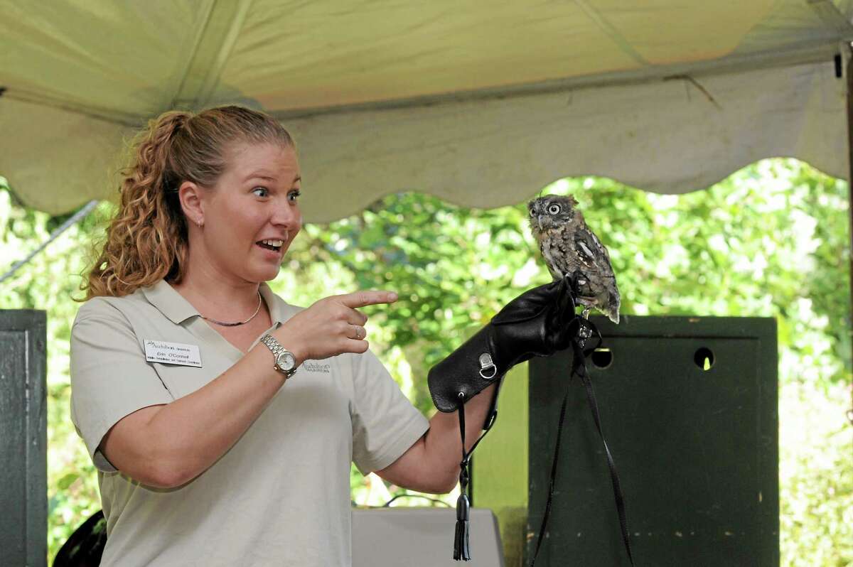 Erin O’Connell, Sharon Audubon Wildlife Rehab & Outreach Coordinator, is seen with a small owl in this file photo.