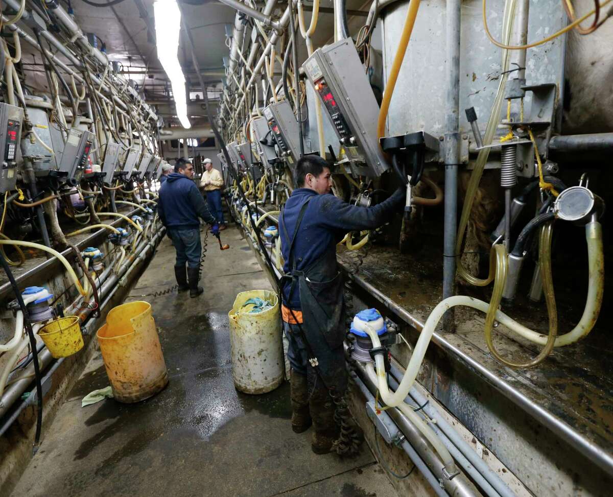 In this April 30, 2015 photo, farm workers operates machinery in the milking parlor at Eildon Tweed Farm in West Charlton, N.Y. This is shaping up as a challenging year for all U.S. dairy farmers, who enjoyed record high milk prices and low feed prices last year.