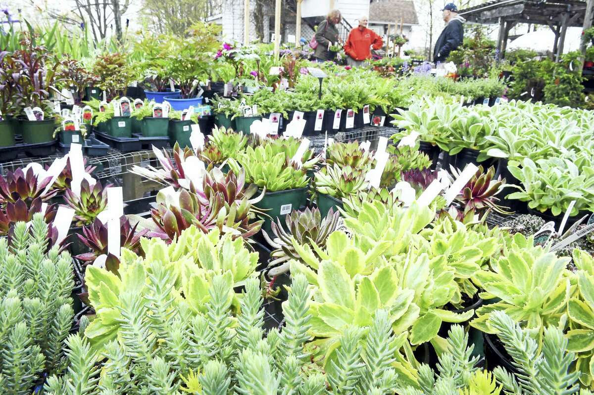 (Arnold Gold-New Haven Register) Succulent plants are displayed for sale at Natureworks in North Branford over the weekend.