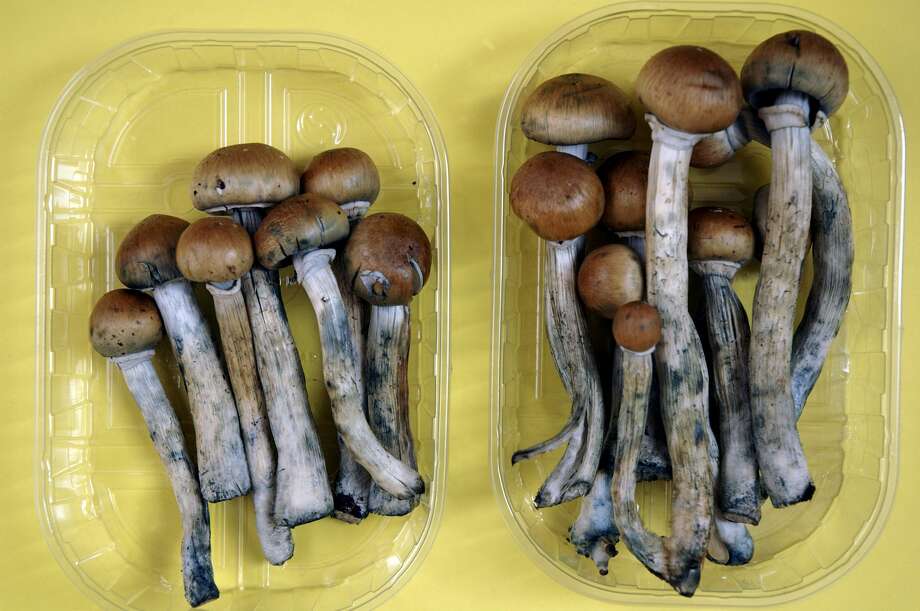 With New Measure Magic Mushrooms Could Be Decriminalized In 2187