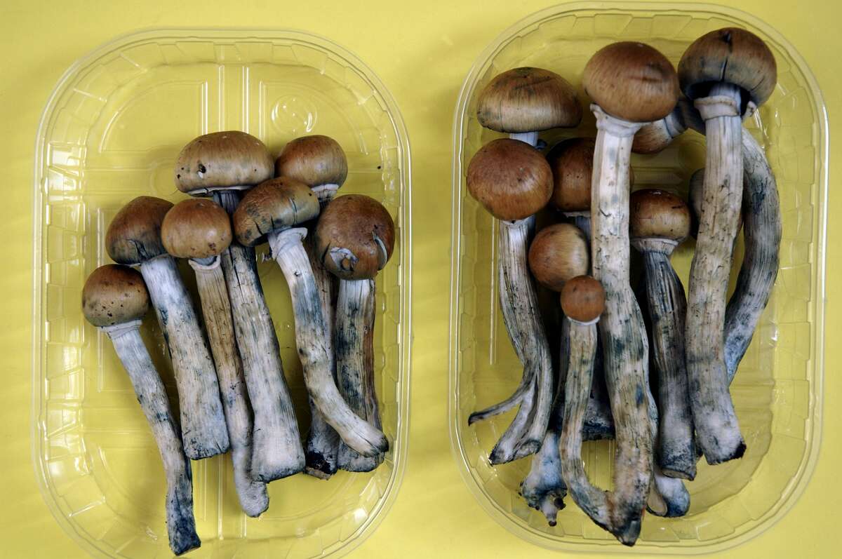 Fresh Colombian magic mushrooms legally on sale in Camden market London in June 2005. A ballot measure could legalize psilocybin in California as early as 2018.