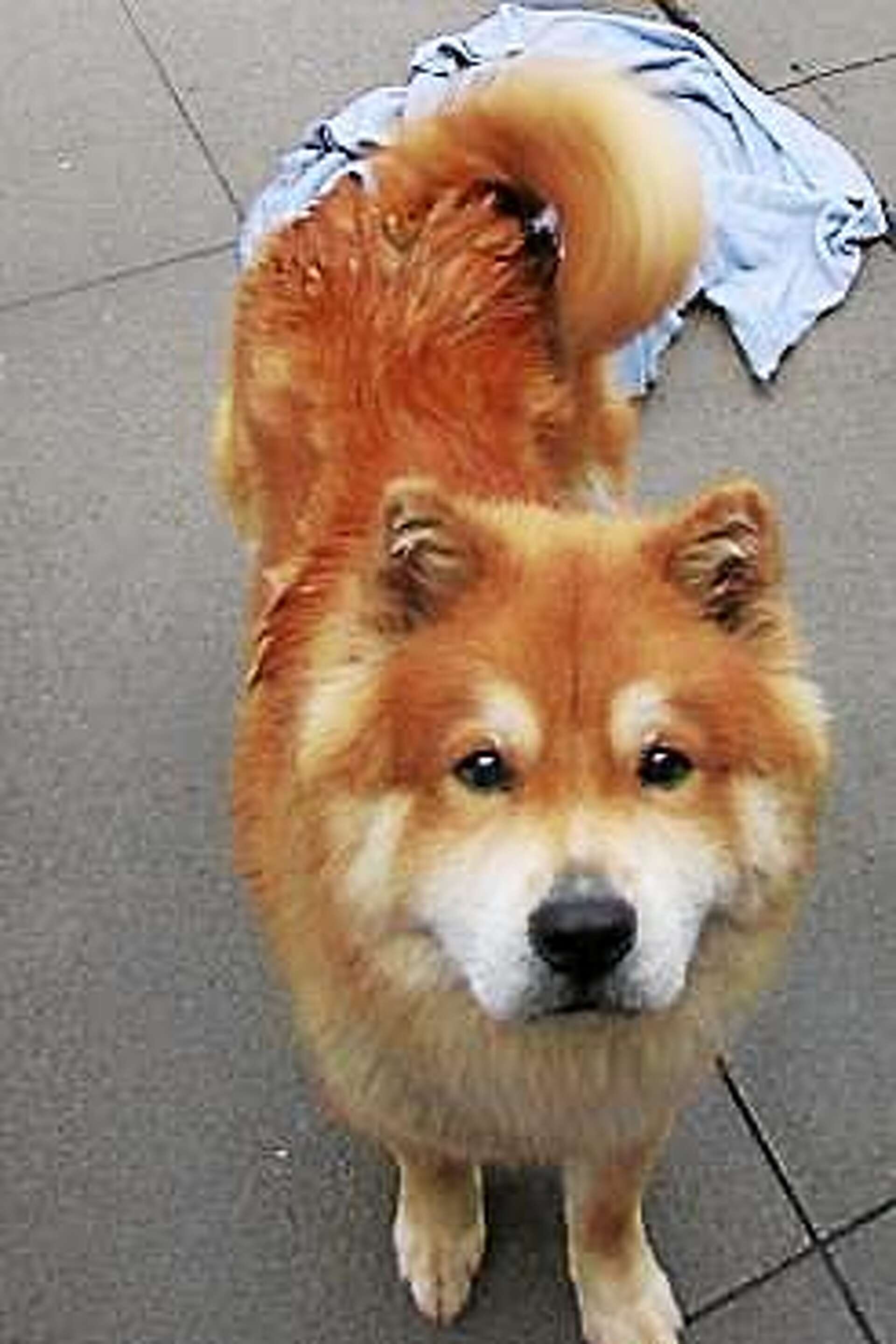 Shiba Inu Mix Chow Chow