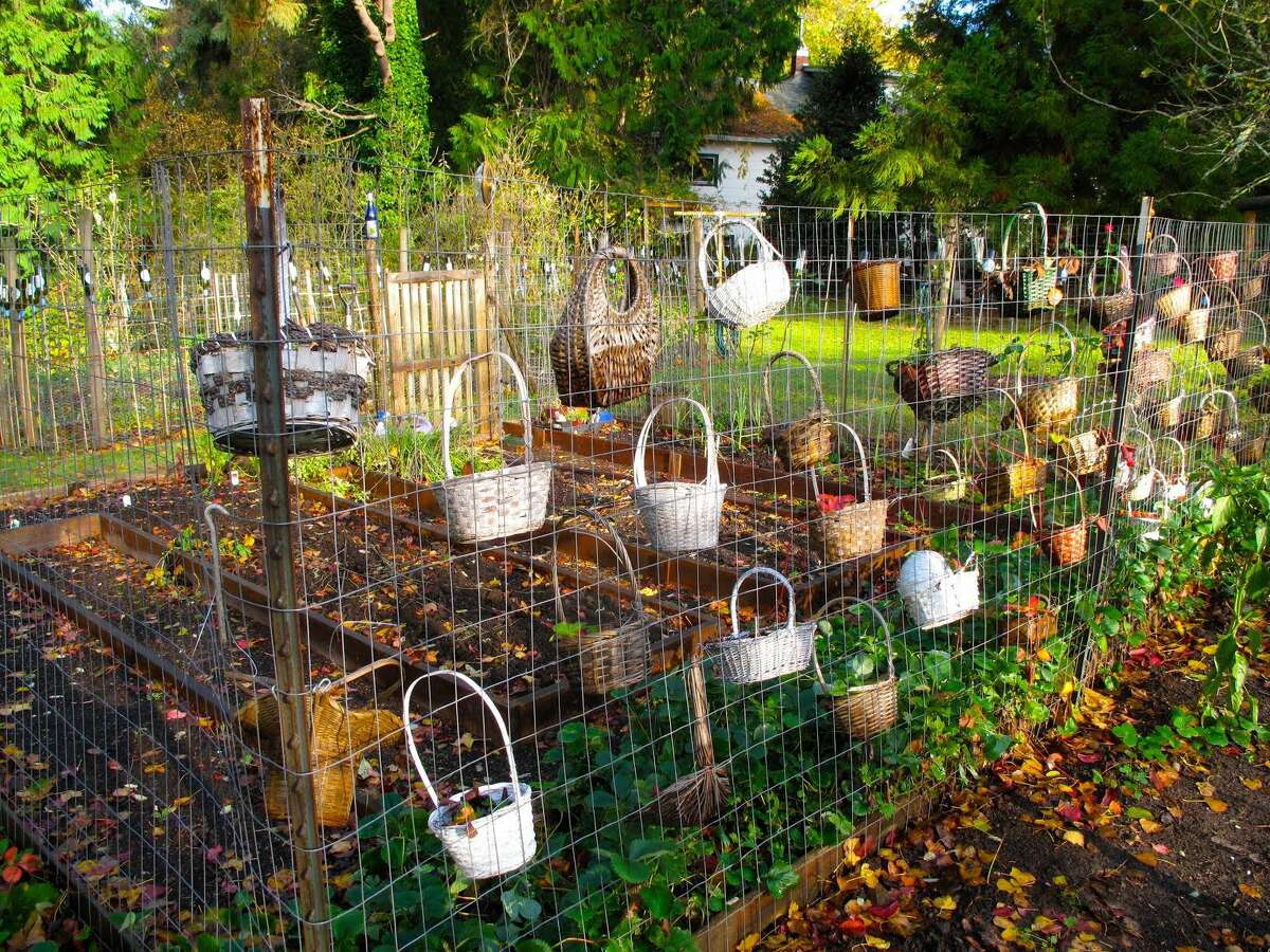 In this Nov. 8, 2012 photo, creativity comes into play in finding unused objects like these baskets integrated into a garden near Langley, Wash. Garden accessories can be used as decorations, for fun and eccentricity or to fit a theme.