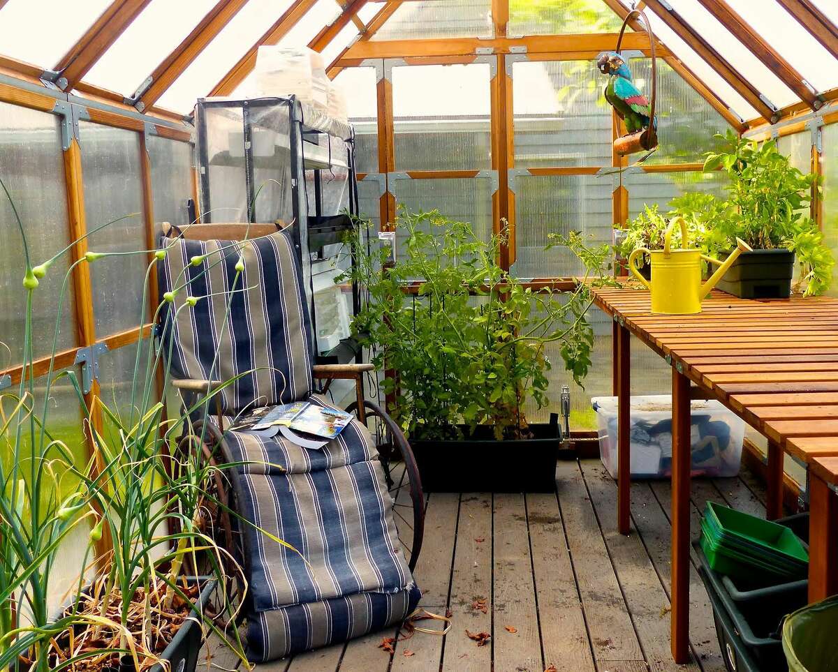 In this June 20, 2015 photo, a metal parrot provides some greenhouse color while an antique wheelchair serves as the setting for some rainy day reading near Langley, Wash. Garlic grows in the foreground, tomatoes in the rear with leaf lettuce and sweet peppers thriving in smaller containers on the bench.