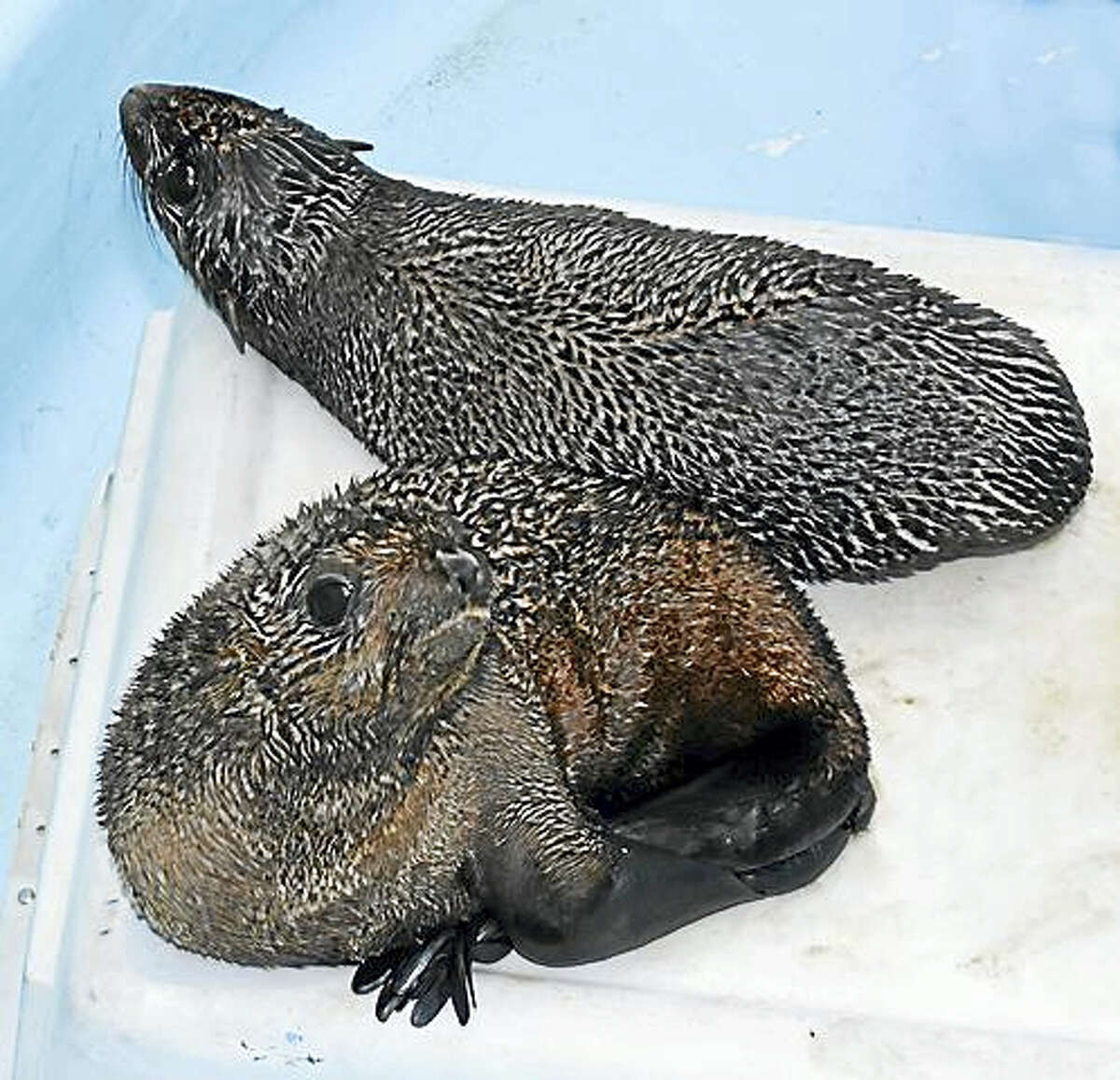 A “dynamic duo” of Northern fur seal pups that arrived at Mystic Aquarium on the evening of Thursday, April 28, 2016. The two are currently being cared for in Mystic Aquarium’s Aquatic Animal Study.