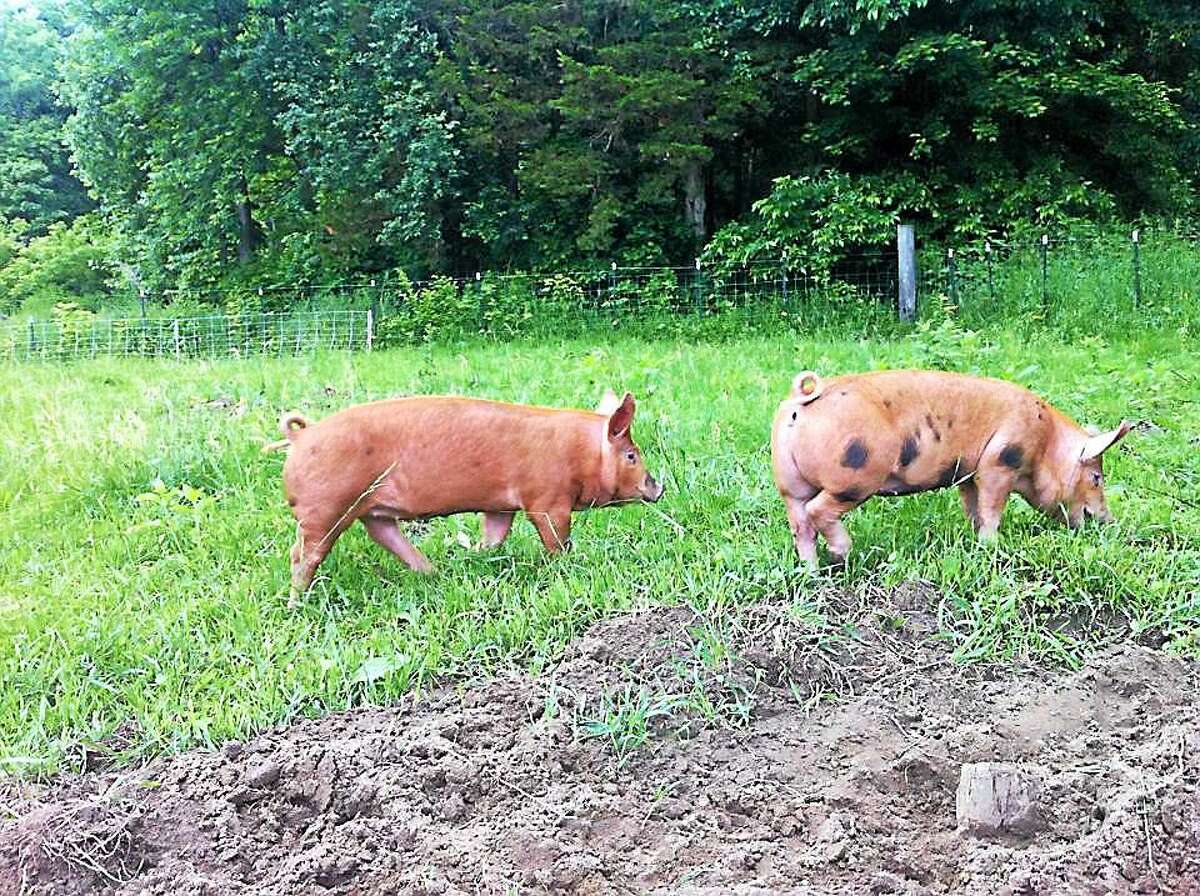 Pigs at Howling Flats Farm.