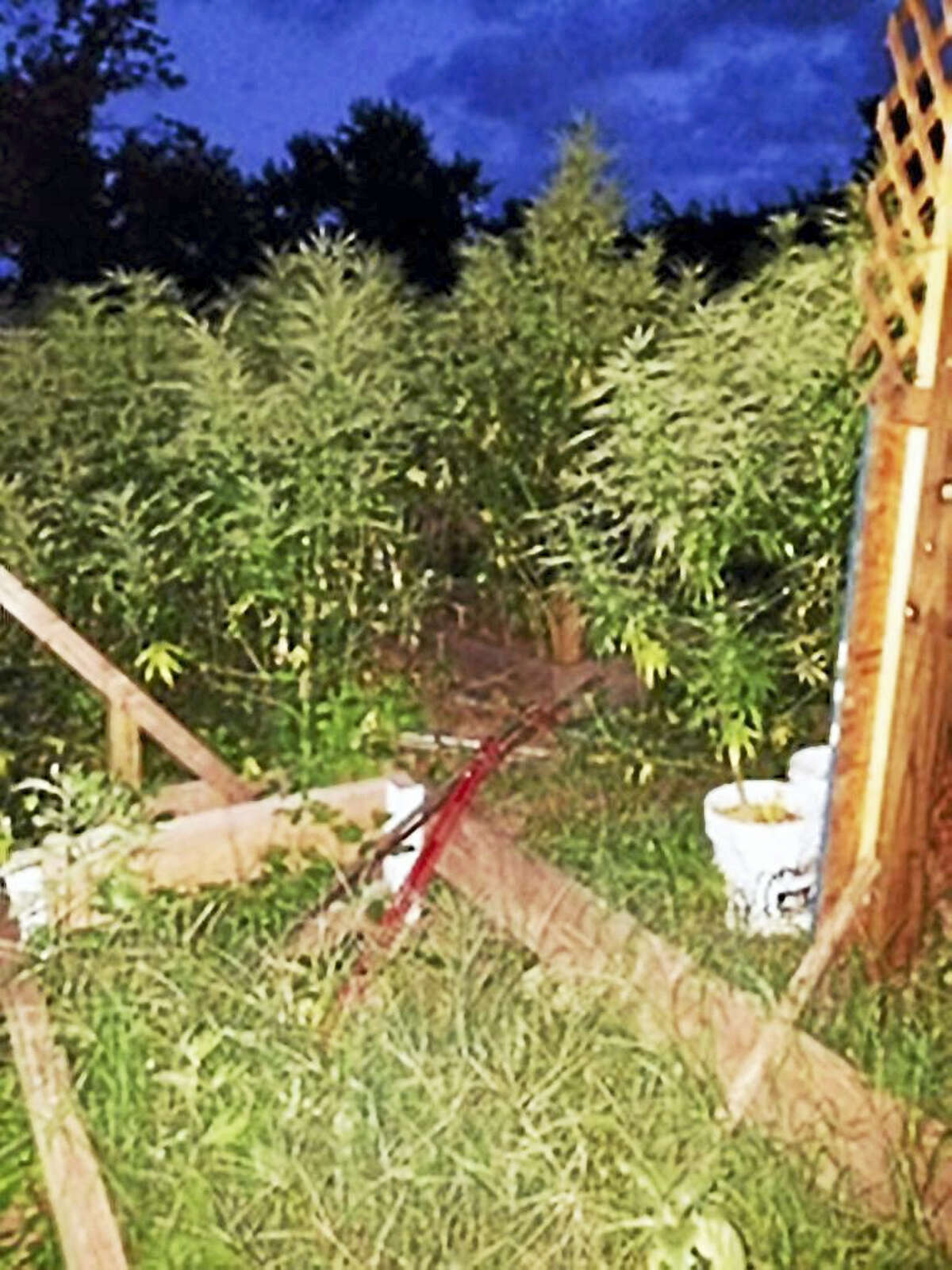 Authorities allegedly discovered an estimate 600 marijuana plants in the backyard of a day care center.