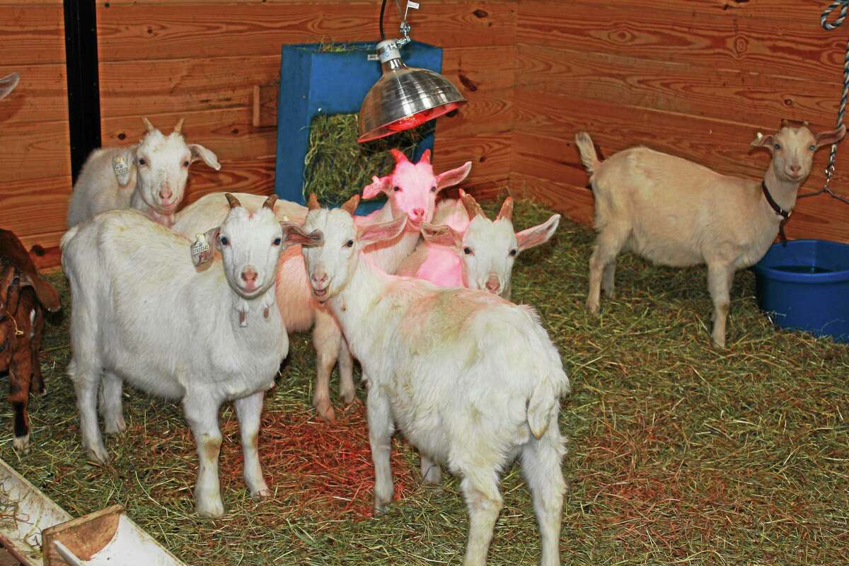 Department of Agriculture photos ¬ Some of the goats seized from a farm in Cornwall in January are doing well in Niantic, officials say.