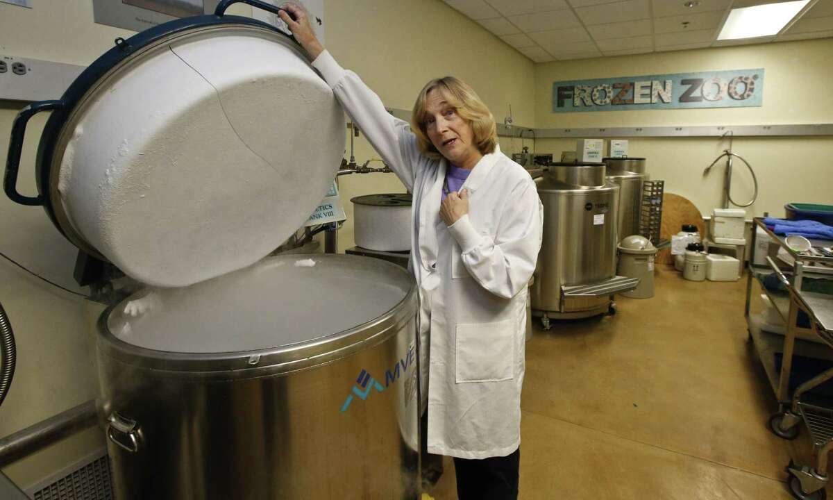 In this Friday, Jan. 2, 2015 photo, Barbara Durant, director of reproductive physiology at the San Diego Zoo Institute for Conservation Research, a.k.a. the Frozen Zoo, stands on the rail of a nitrogen-cooled stainless steel vat holding hundreds of vials of animal cells at the Beckman Center at the San Diego Zoo's Safari Park in Escondido, Calif. (AP Photo/Lenny Ignelzi)