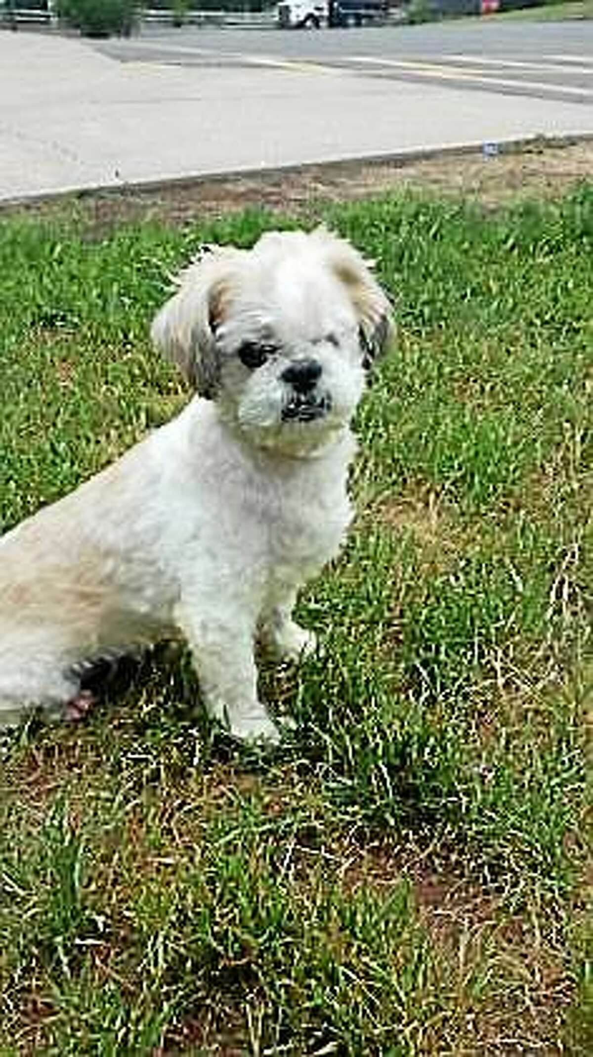 Tony Tony is a 5-year-old Shih Tzu mix and he is totally blind. But for the right home with special needs dog experience, Tony will acclimate nicely. Tonyís home can be a single family home, with condos or apartments considered. Most important, Tony must have a quiet and predictable environment, so an adult household would be best. Tony has not had much experience with cats or dogs but he is willing to consider sharing his home with a gentle, furry friend. This is a great dog, relaxed and calm. Perhaps you already have a dog that needs a companion to care for, and in the end Tony will give back to the family 100 percent. Inquiries for adoption should be made at the Connecticut Humane Society located at 701 Russell Road in Newington or by calling (860) 594-4500 or toll free at 1-800-452-0114. The Connecticut Humane Society is a private organization with branch shelters in Waterford, Westport and a cat adoption center in the PetSMART store in New London. The Connecticut Humane Society is not affiliated with any other animal welfare organizations on the national, regional or local level.