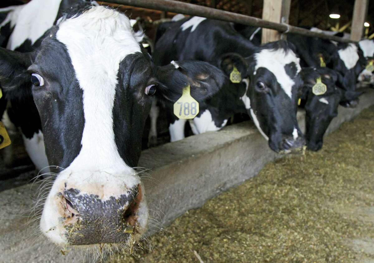 In this April 20, 2011 photo, cows stand in Harold Howrigan’s barn in Fairfield, Vt. An oversupply of milk in the U.S. and around the world has caused milk prices paid to farmers to fall below production costs for months.