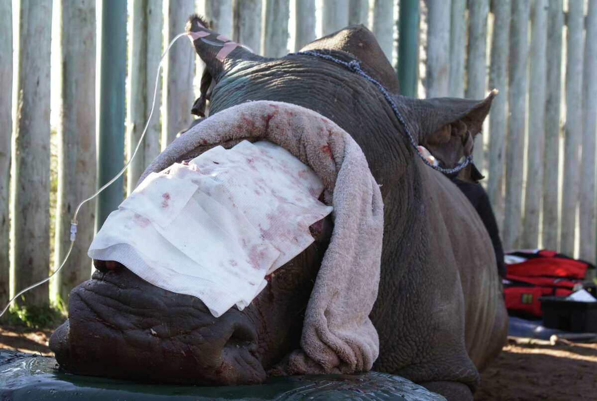 Hope, a rhino survivor, undergoes surgery Monday, June 8, 2015 at Shamwari Game Reserve near Port Elizabeth, South Africa. Hope was darted by poachers recently at a nearby reserve and had her horns hacked off while she was sedated, fracturing her nasal bone and exposing the sinus cavities and nasal passages. (AP Photo/Courtney Quirin)