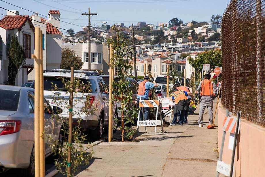 Volunteers Plant Hundreds Of Trees In Sf S Southern