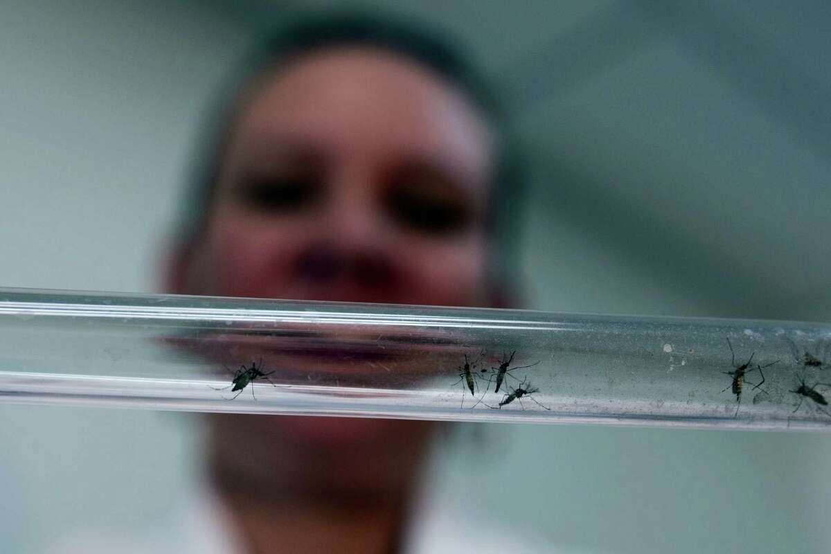In this Feb. 11, 2016 photo, Johanna Yanez holds a tube with Aedes aegypti mosquitoes at a laboratory in Cucuta, Colombia.