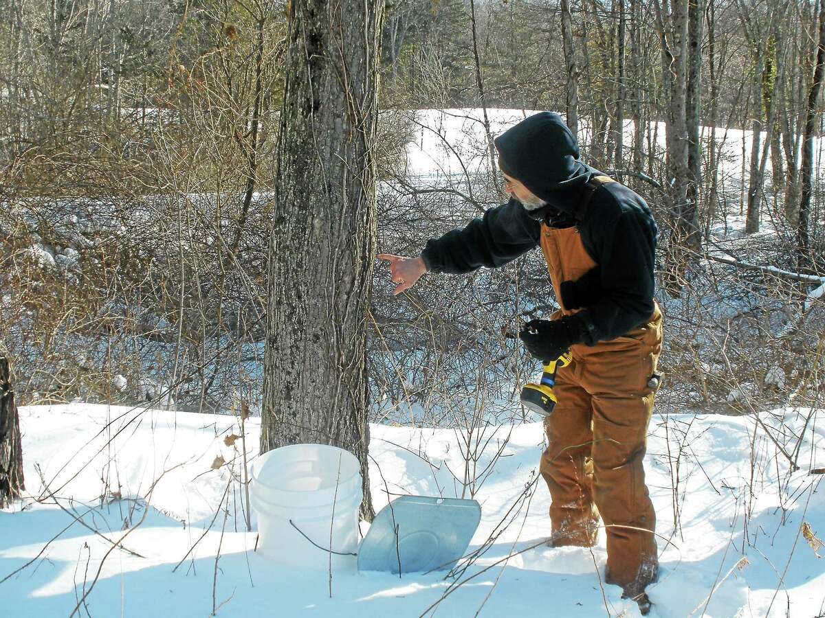 Harry Gerowe, a sugar maker and volunteer at Flanders Nature Preserve, shows how to correctly tap a maple tree.