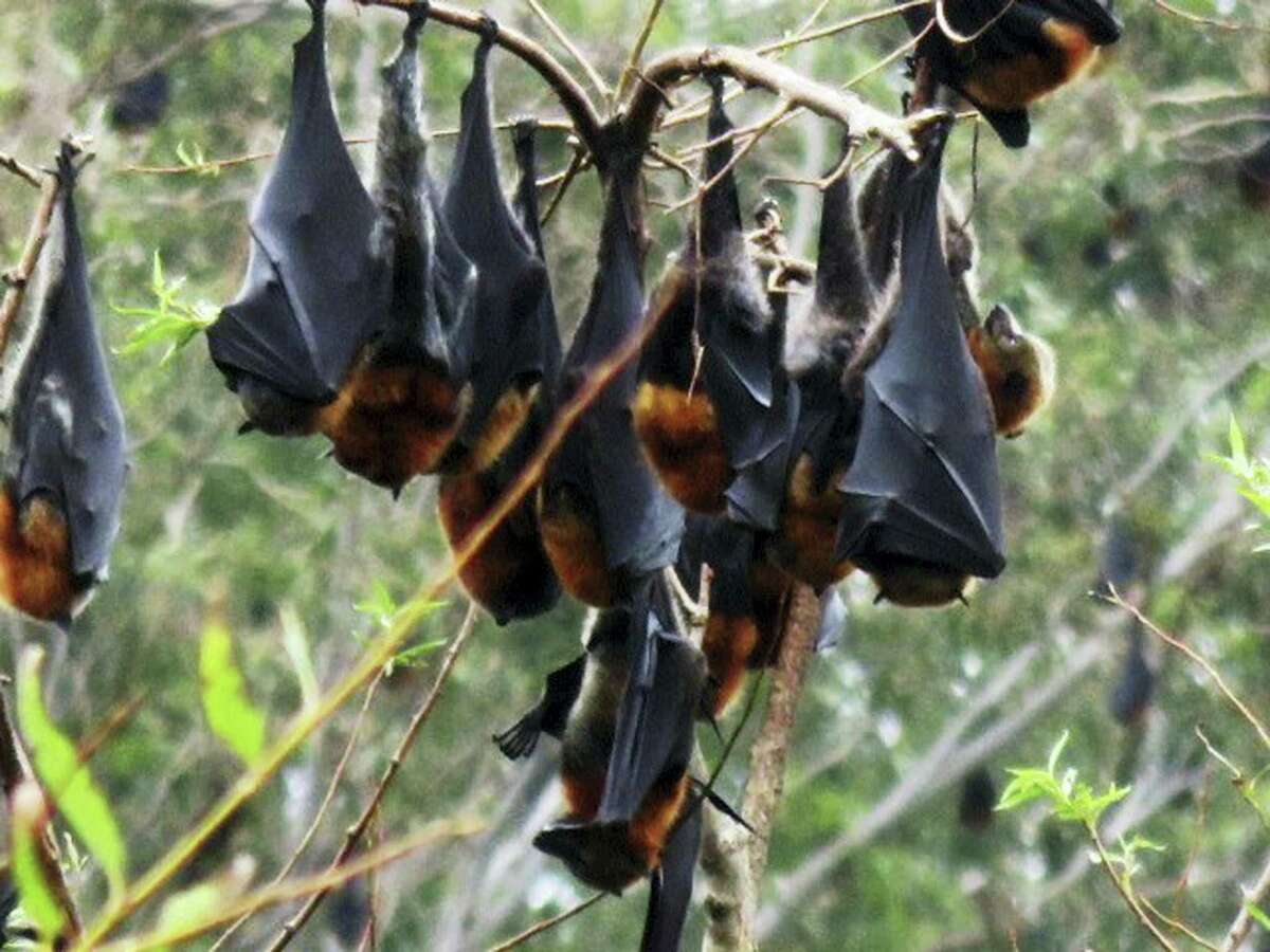 In this March 28, 2016, photo provided by Davida MaChing, grey headed flying foxes hang from a tree near Batemans Bay, Australia. Batemans Bay is a picturesque coastal town that always leaves the welcome mat out for tourists. But tens of thousands of visitors of another kind has more than outstayed their welcome — large bats.