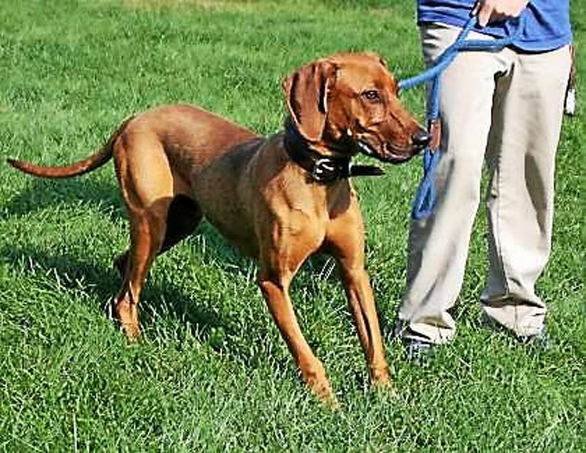 Rhett is a Redbone Coonhound mix who can live in a single family home or condo. He is still just a puppy at 7 months old, and he still needs to learn his manners and discover how he fits into the family. Rhett would like to live with dog savvy kids over 12 years of age. He has not had much experience with cats or dogs but he is willing to consider sharing his home with a furry friend. This is a hound, and his behavior is very typical for the breed. Rhett would prefer to live with someone who has Hound breed experience (Required). Remember, the Connecticut Humane Society has no time limits for adoption. Inquiries for adoption should be made at the Connecticut Humane Society located at 701 Russell Road in Newington or by calling (860) 594-4500 or toll free at 1-800-452-0114. The Connecticut Humane Society is a private organization with branch shelters in Waterford and Westport. The Connecticut Humane Society is not affiliated with any other animal welfare organizations on the national, regional or local level.