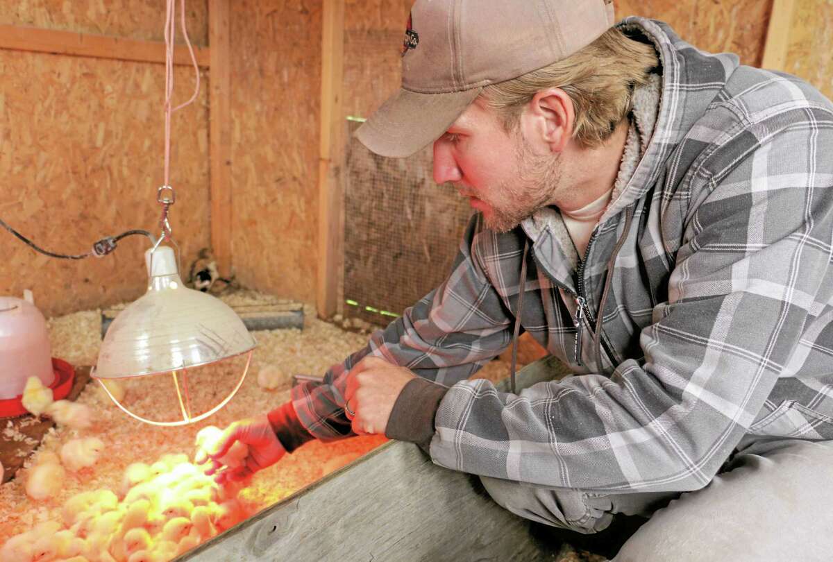 Camps Road Farm manager John Suscovich tends to some newly arrived baby chicks earlier this year. The farm, at 33 Camps Road in Kent, will be one stop on this weekend’s farm crawl.