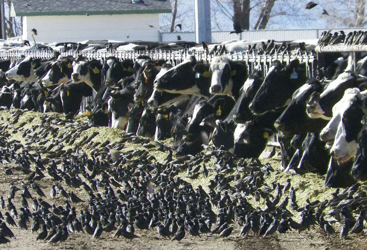 In this undated photo provided by the USDA Animal and Plant Health Inspection Service, a flock of European starlings litter a feedlot in Fallon, Nev. Land owners surprised to discover tens of thousands of dead birds across the high desert are criticizing the federal government over a mass killing of starlings in northern Nevada. An Agriculture Department spokesman said a pesticide was used to destroy the birds to prevent the spread of disease to dairy cows. Some area residents, however, say the government should have done more to alert the public and to dispose of the dead birds. (AP Photo/USDA APHIS, Jack Spencer)