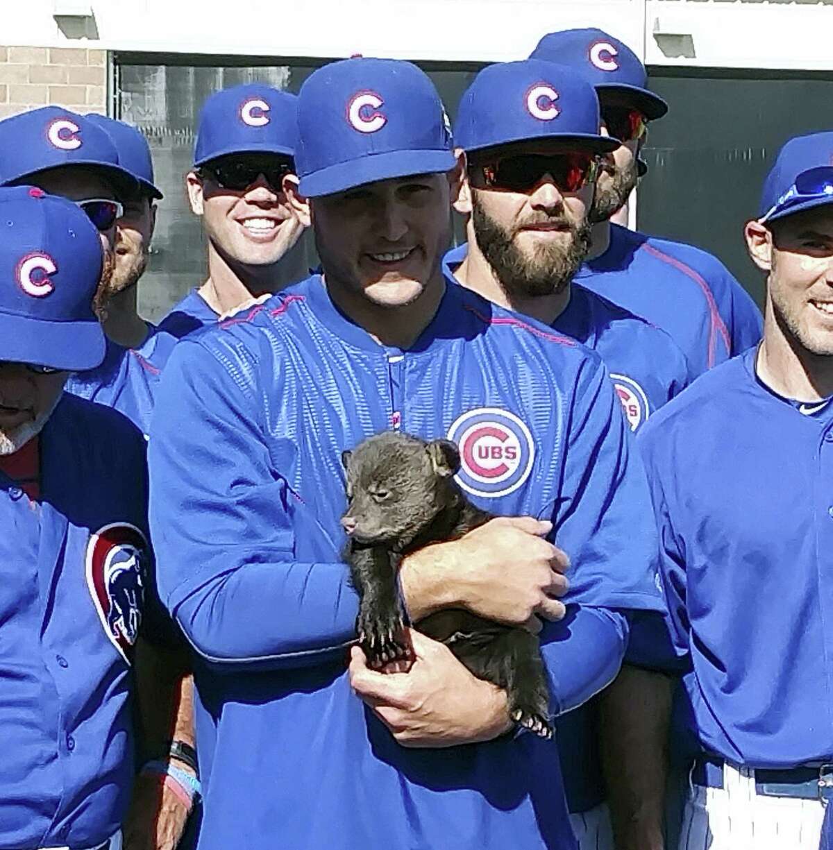 The Cubs’ Anthony Rizzo holds one of two bear cubs Friday in Mesa, Ariz. The 10- to 12-week old cubs were brought in from Bearizona, a wildlife park, the latest tactic by manager Joe Maddon to keep spring training light before the workday begins.