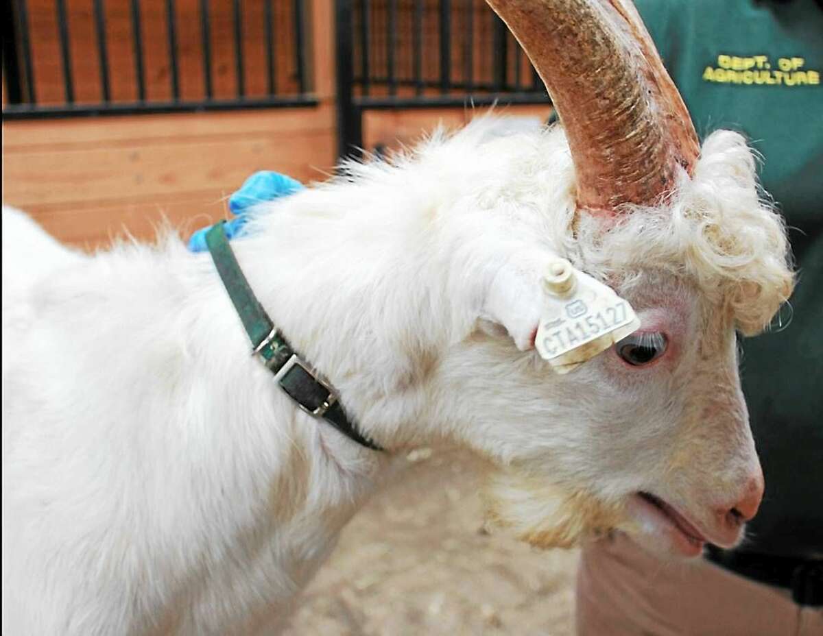 A male Saanen-cross goat, approximately 7 months old, is one of many up for auction by the state Department of Agriculture. The goat was seized from deplorable conditions on a farm in Cornwall in January.
