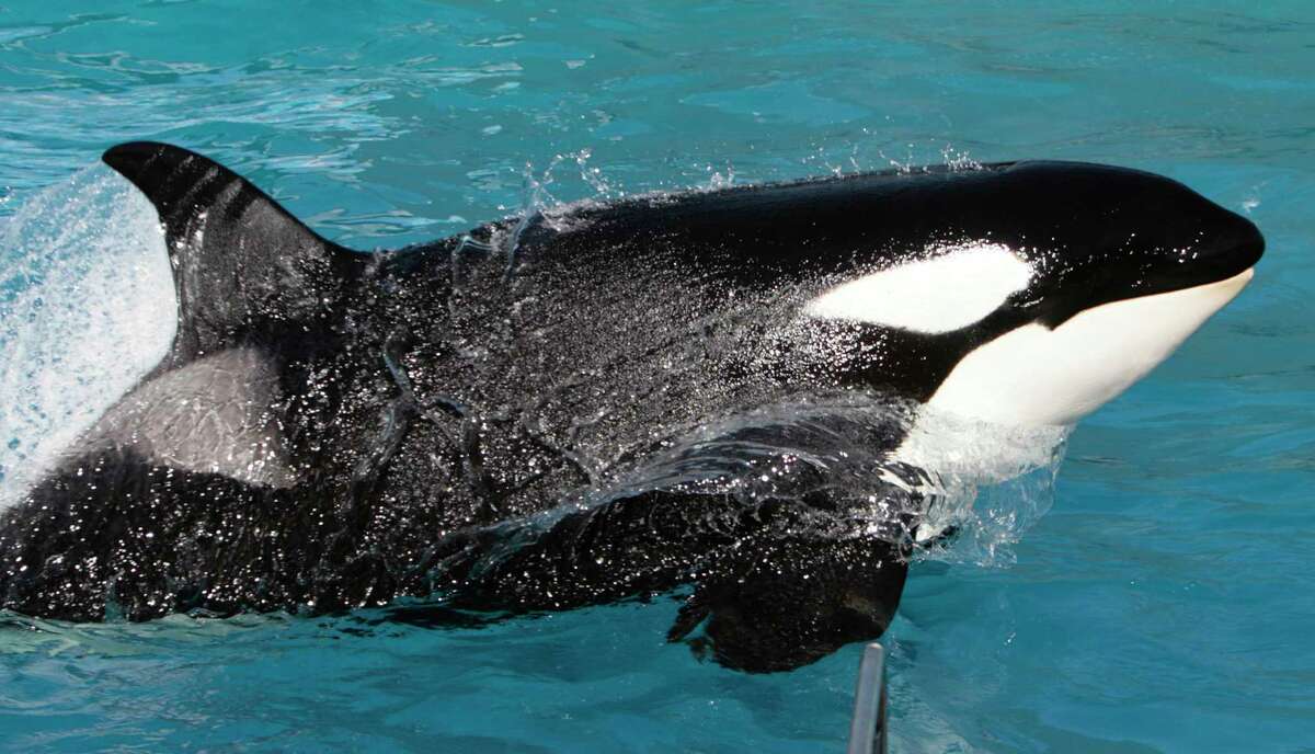 In this Nov. 30, 2006, file photo, Kasatka the killer whale performs during SeaWorld’s Shamu show in San Diego. SeaWorld will end its orca shows at its San Diego park by 2017, its top executive said Nov. 9, saying customers at the location have made clear they prefer killer whales acting more naturally rather than doing tricks.
