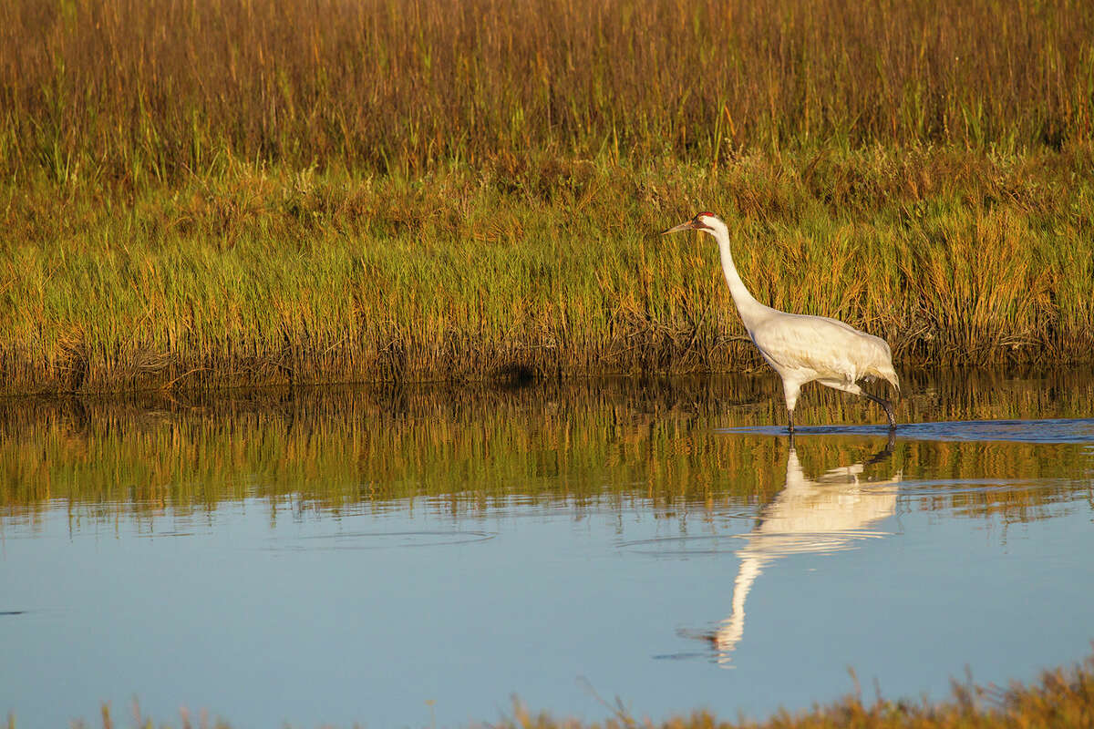 The Port Aransas Whooping Crane Festival is a place to see whooping cranes and other birds that winter on the central Texas coast.﻿