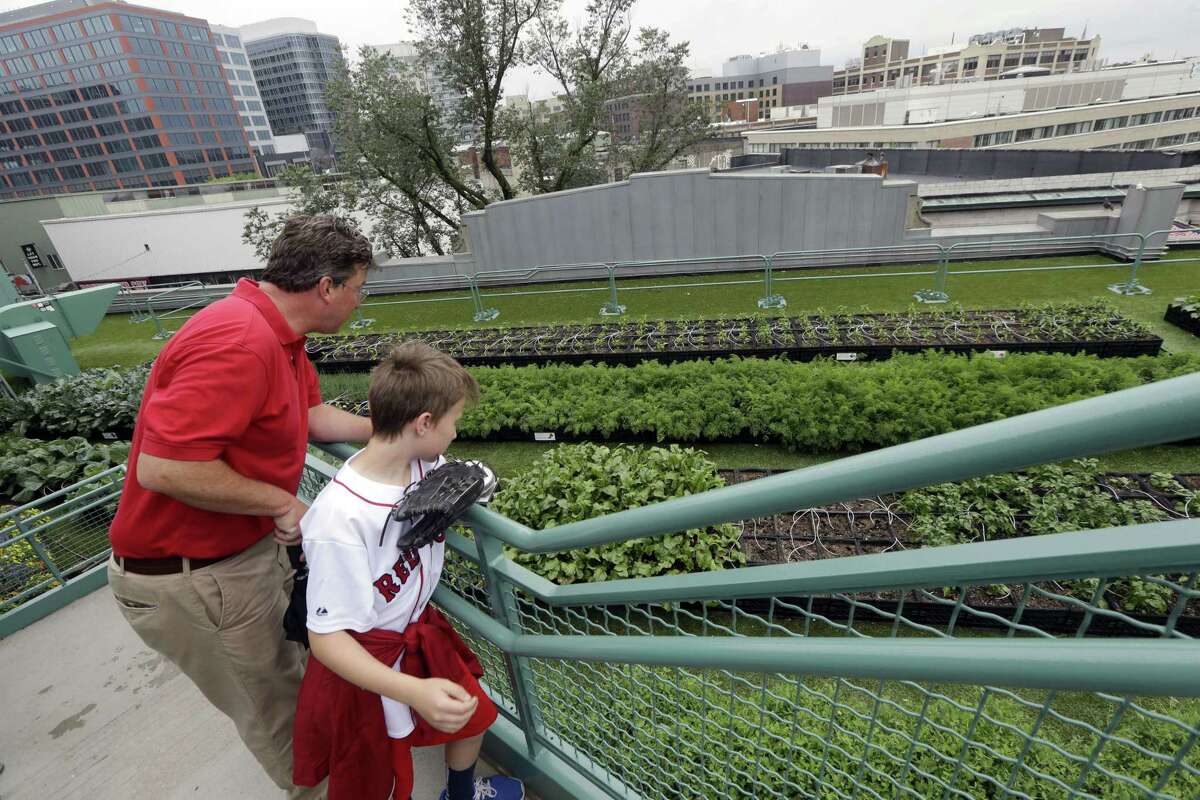 Big Green Monster cukes? Rooftop garden thrives at Fenway Park