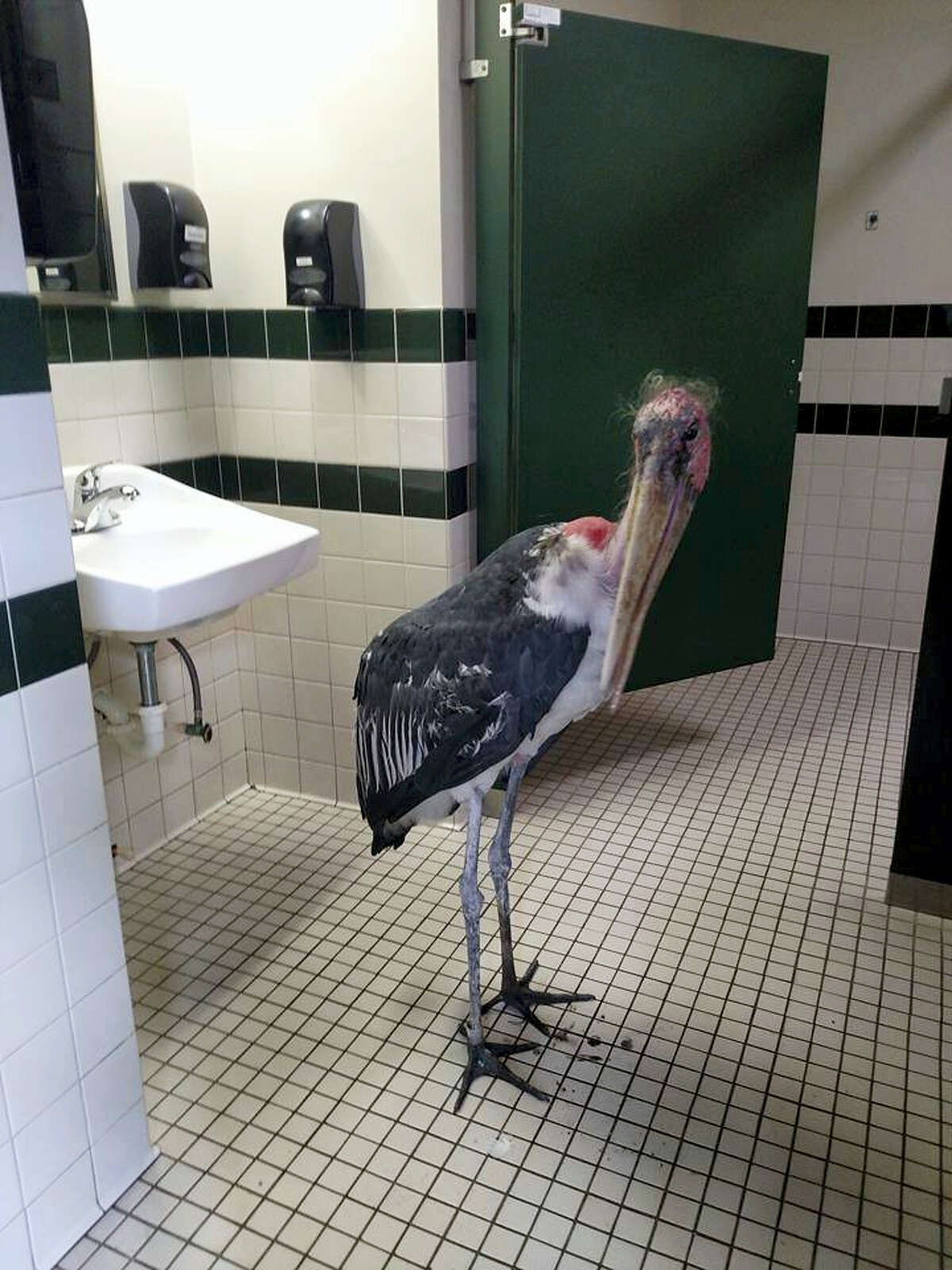 This Oct. 6, 2016, photo provided by the St. Augustine Alligator Farm and Zoological Park shows a marabou stork in a restroom at the facility in St. Augustine, Fla. The zoo said it moved all of its birds and mammals inside ahead of Hurricane Matthew’s arrival.