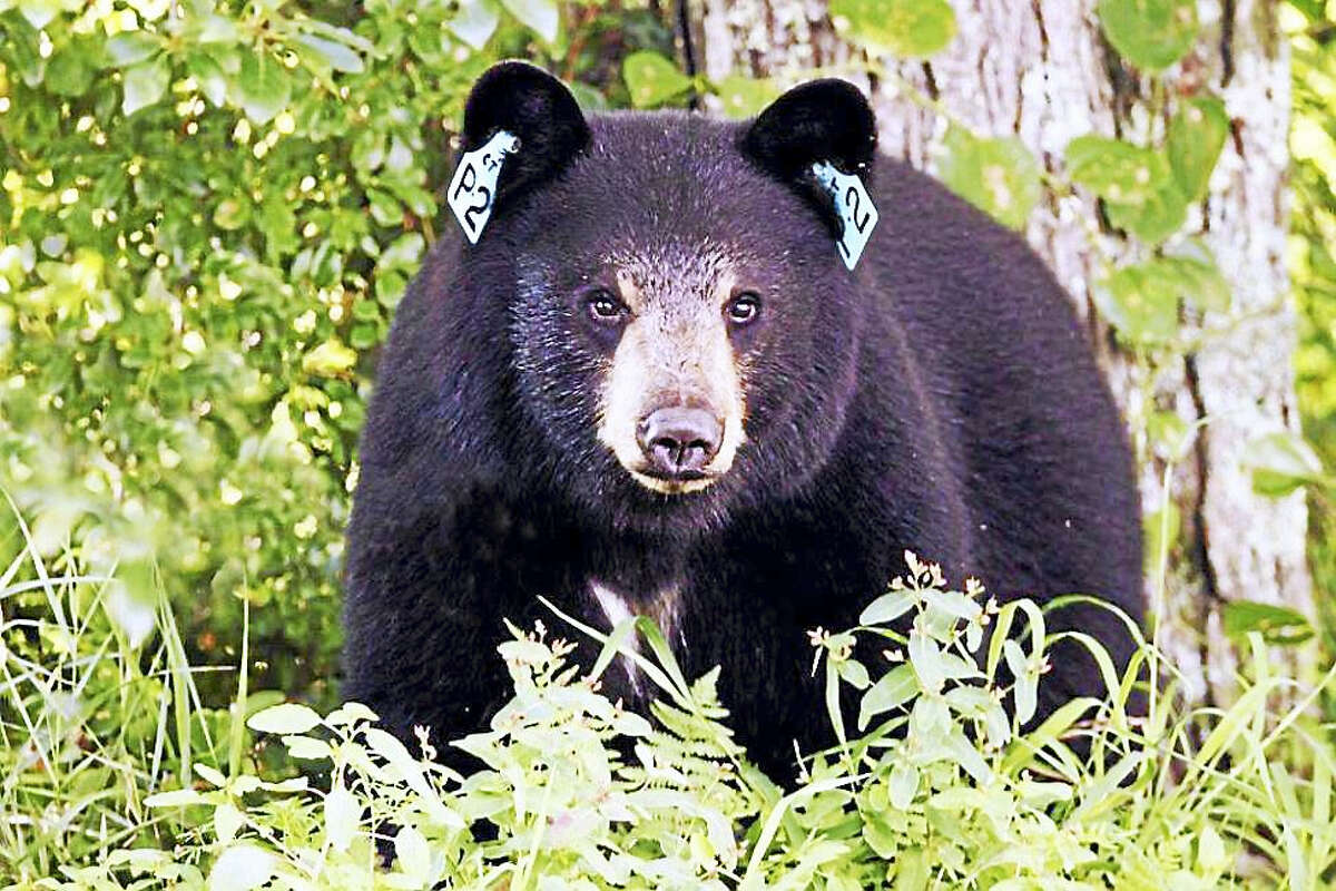 A photo of a black bear in Connecticut with two ear tags. The state Department of Energy and Environmental Protection said this does not indicate a “problem bear” which has been caught twice. Instead, the tags are part of a research project.