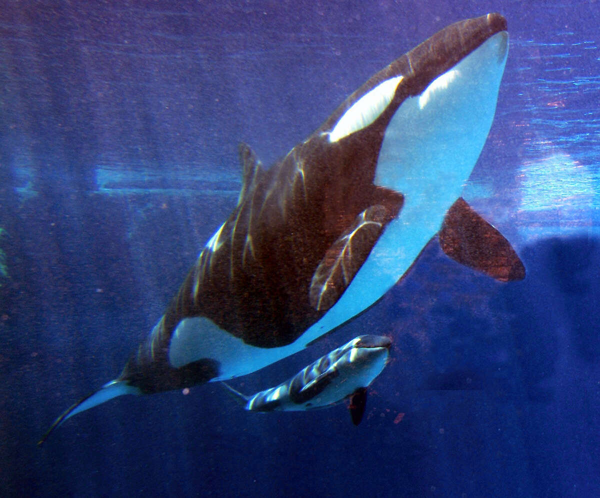 This May 6, 2002 photo shows Takara swimming with her new calf at SeaWorld in San Diego. Both Takara and her calf were conceived through artificial insemination.