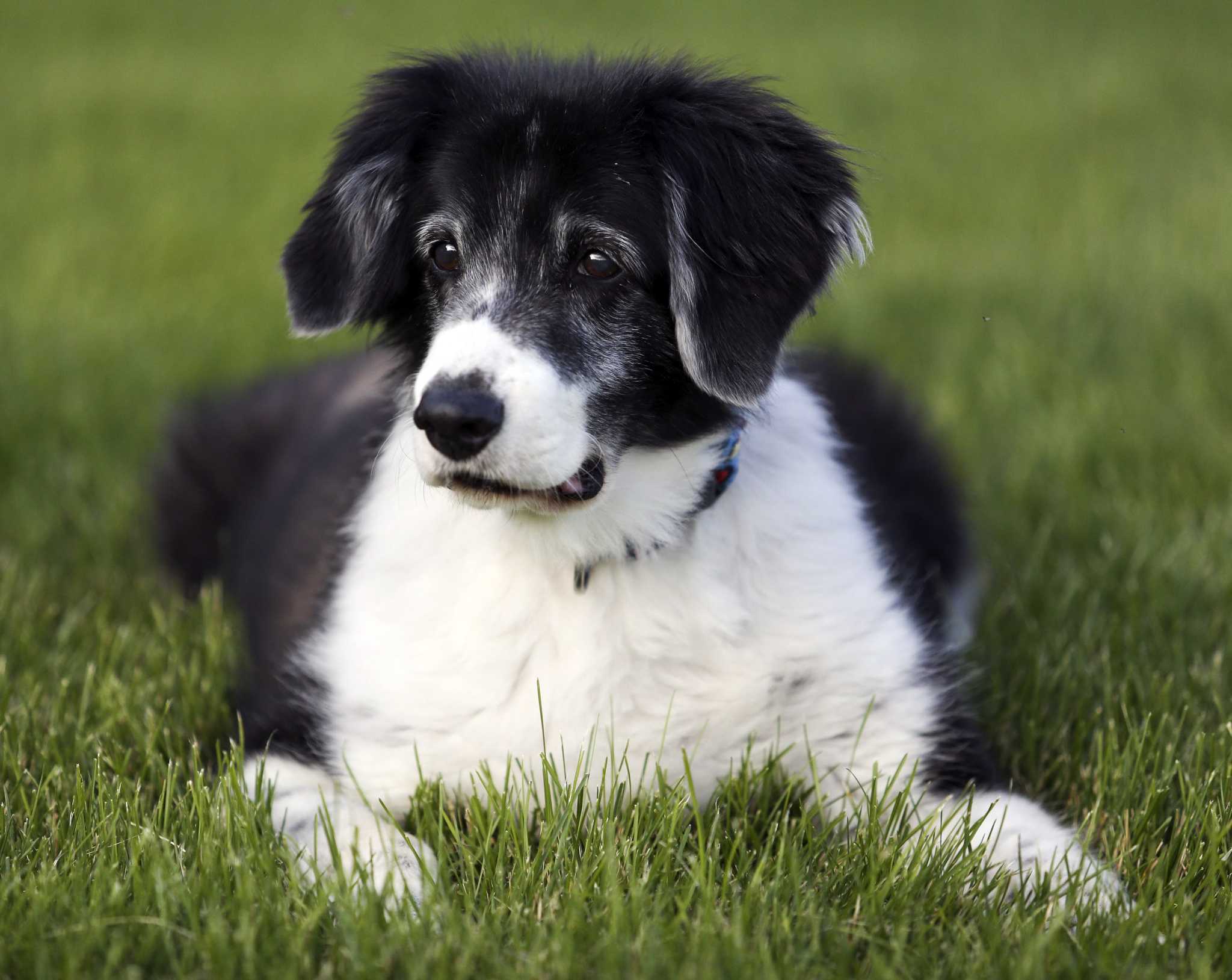 4 PetSmart employees charged with animal cruelty after poodle dies