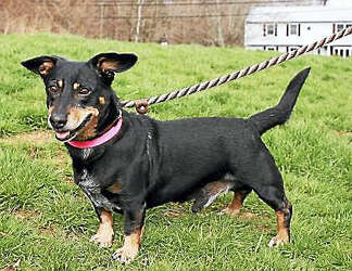 Pet Of The Day Oscar The Register Citizen