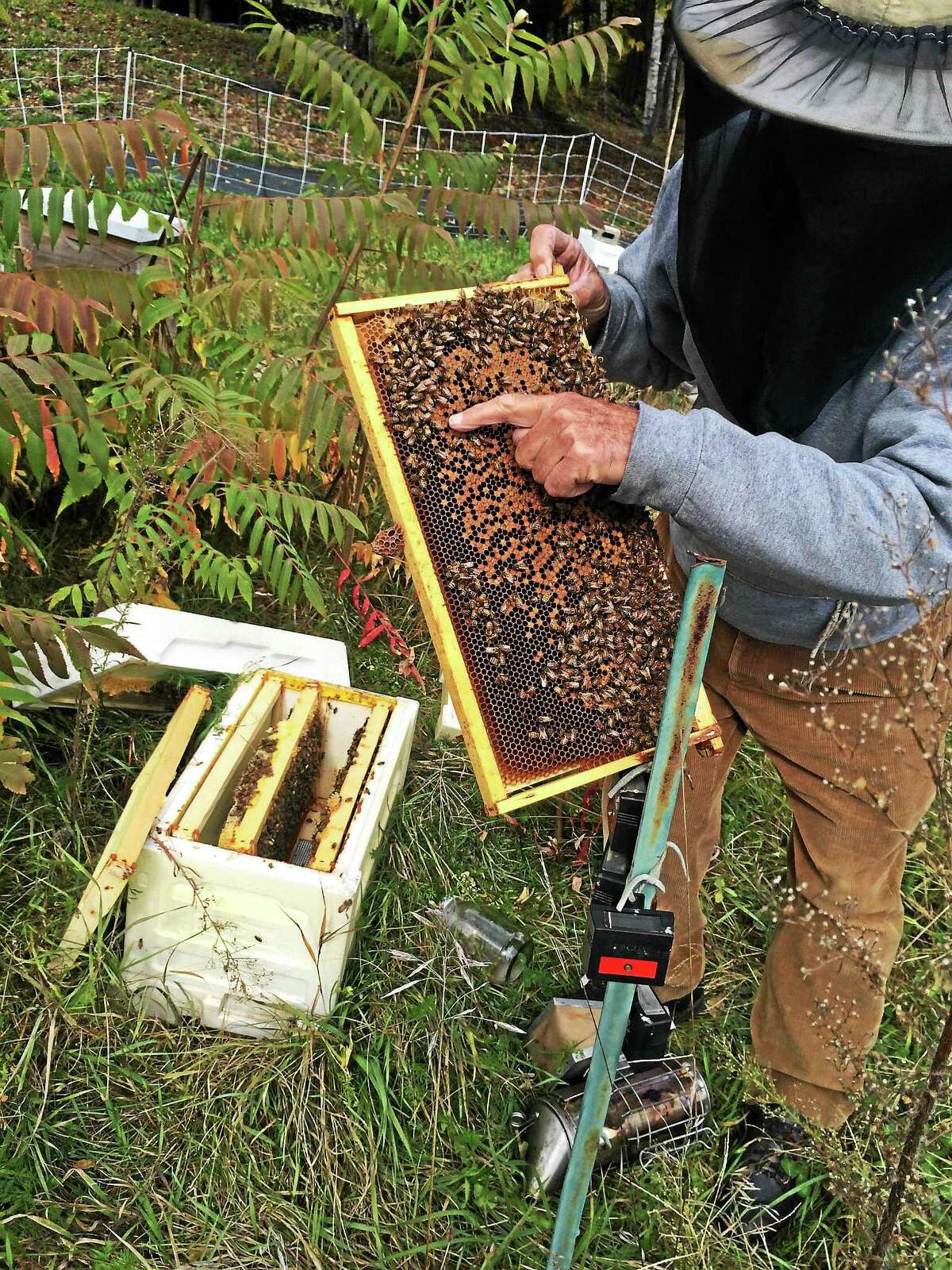 Connecticut Beekeepers Association