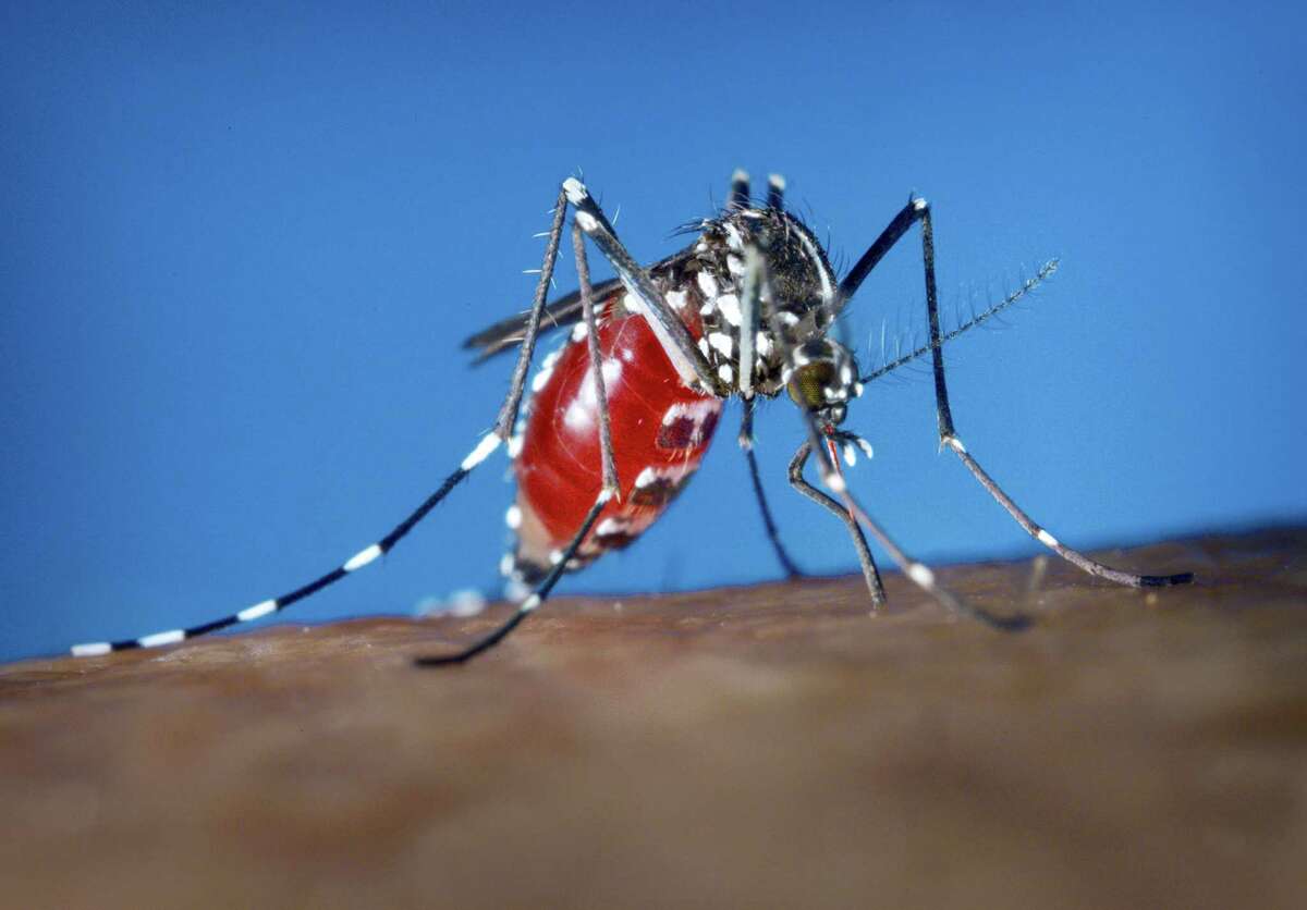 This 2003 photo provided by the Centers for Disease Control and Prevention shows an Aedes albopictus female mosquito feeding on a human blood meal.