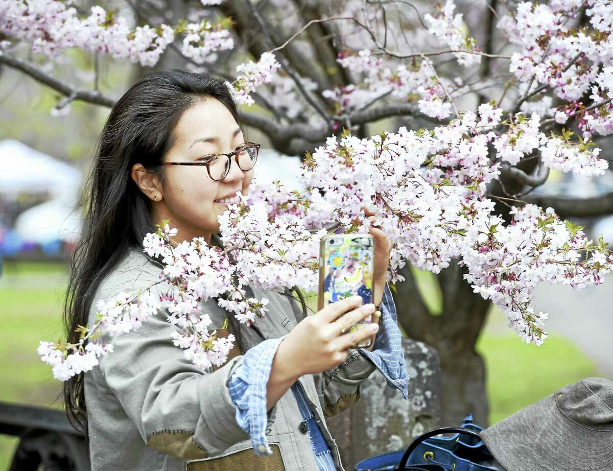 Mary Kim of New Haven takes a selfie by cherry blossoms during last year’s Cherry Blossom Festival in Wooster Square.