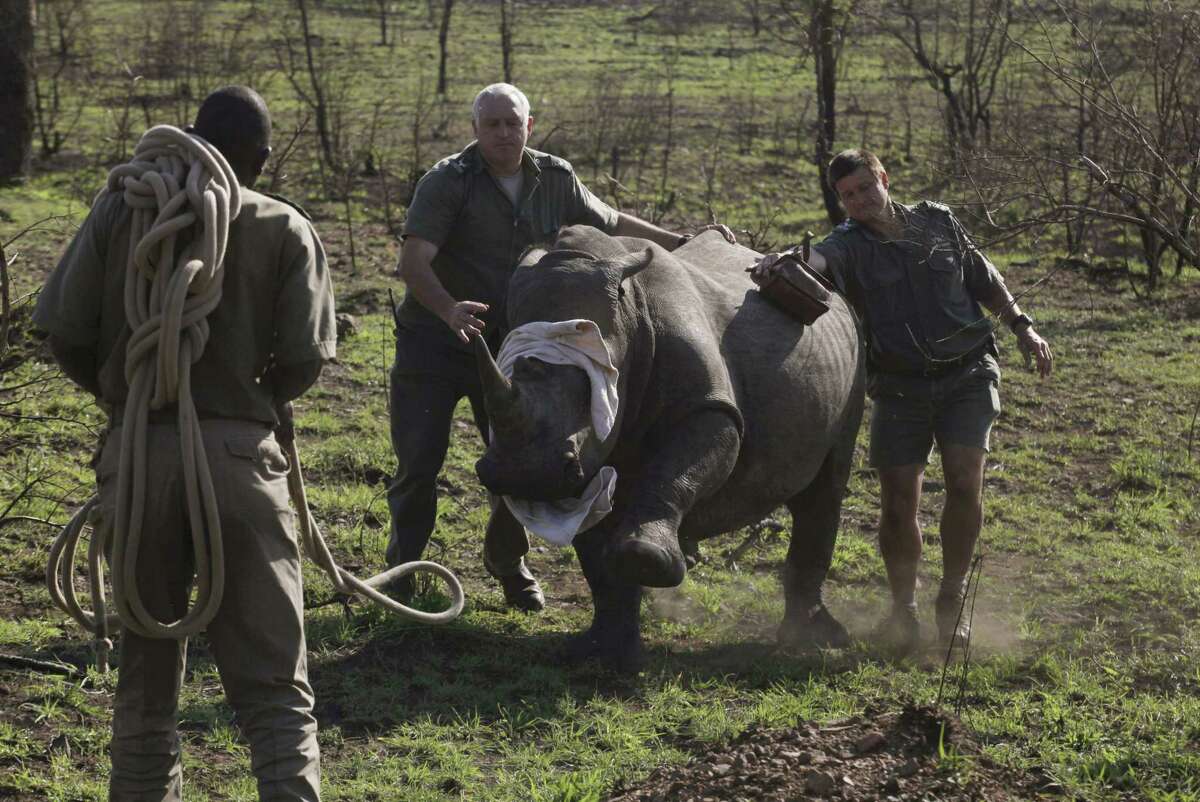 In this file photo taken Nov. 20, 2014, a darted rhino is blind-folded before being grounded for skin and blood samples to be taken, and microchipped, near Skukuza, South Africa before being transported by truck to an area hopefully safe from poachers in a bid to cut down on the numbers killed by poachers.