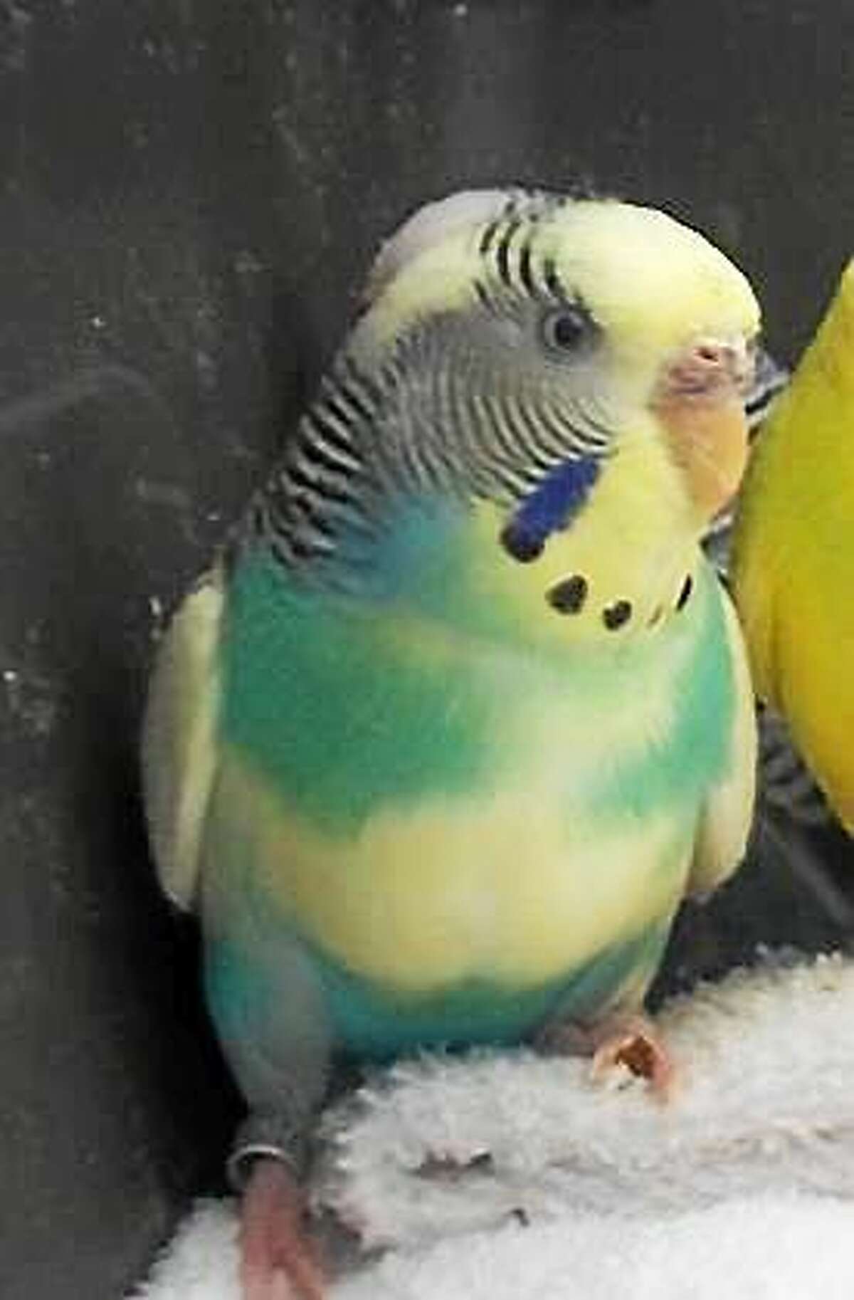 Rainbow birdie There are six parakeets available in our bird booth at the Newington shelter ranging in age from 3 months to 2 years. They are a beautiful array of light green, yellow and aqua bringing tropical lushness right to your fingertips. Get to know our little warm-footed friends and bring a little sunshine and song into your home today. Inquiries for adoption should be made at the Connecticut Humane Society located at 701 Russell Road in Newington or by calling (860) 594-4500 or toll free at 1-800-452-0114.